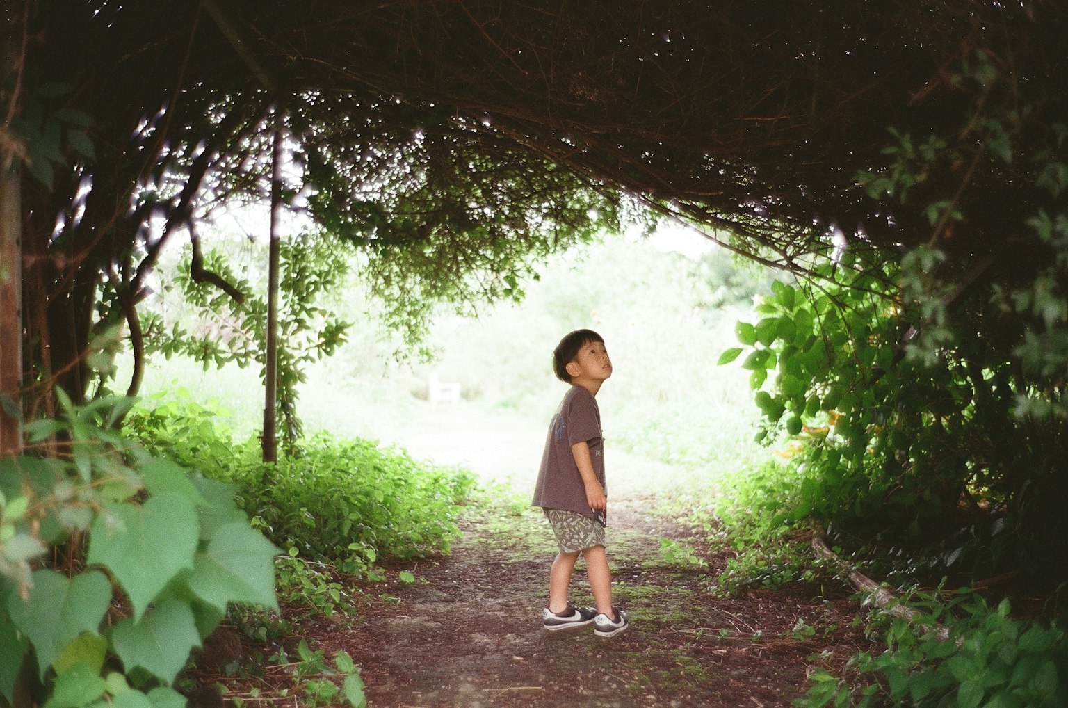 小さな男の子が緑のトンネルの中で見上げている風景