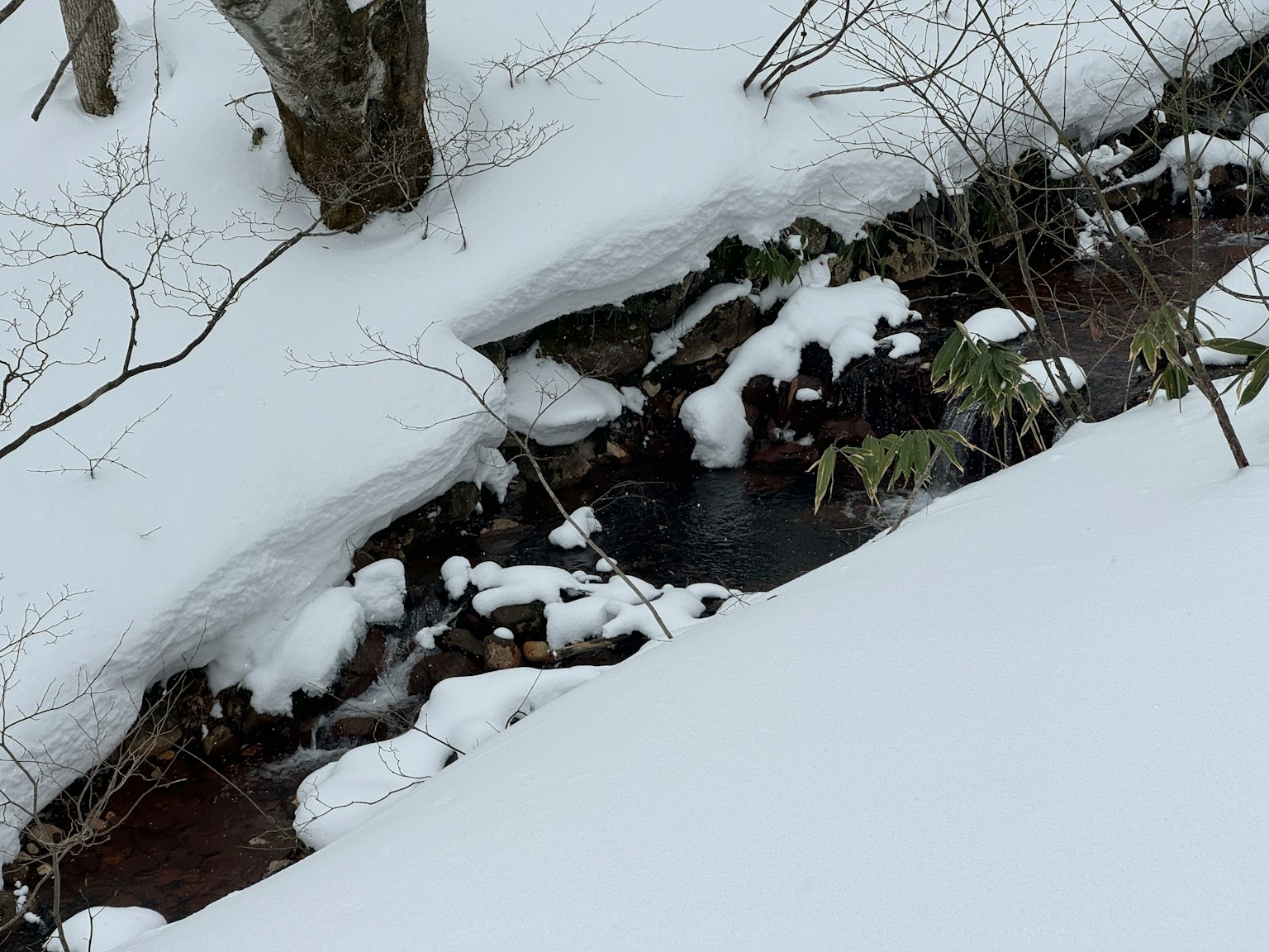 被雪覆盖的小溪和可见的树木