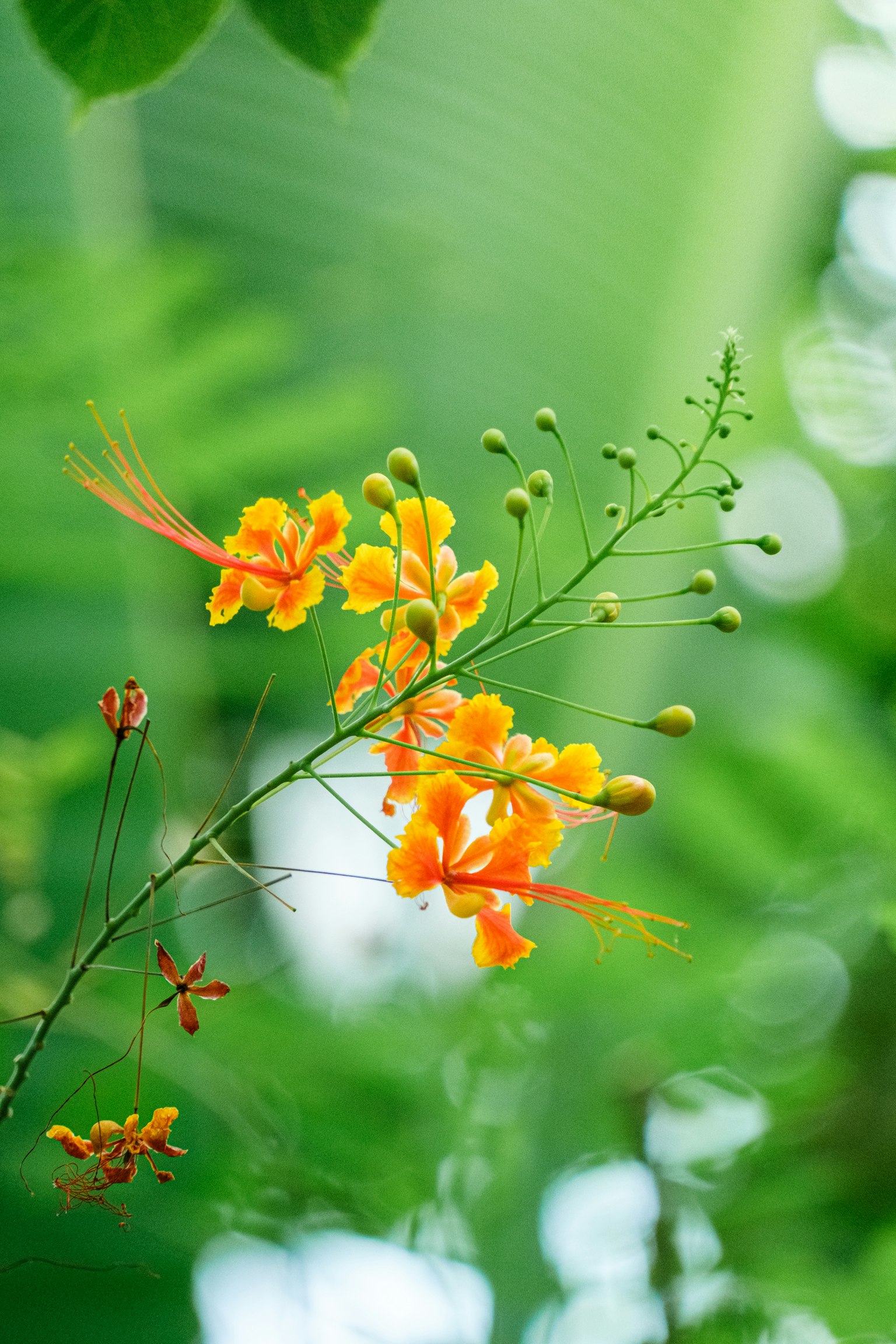 鮮やかなオレンジ色の花が緑の背景に映える