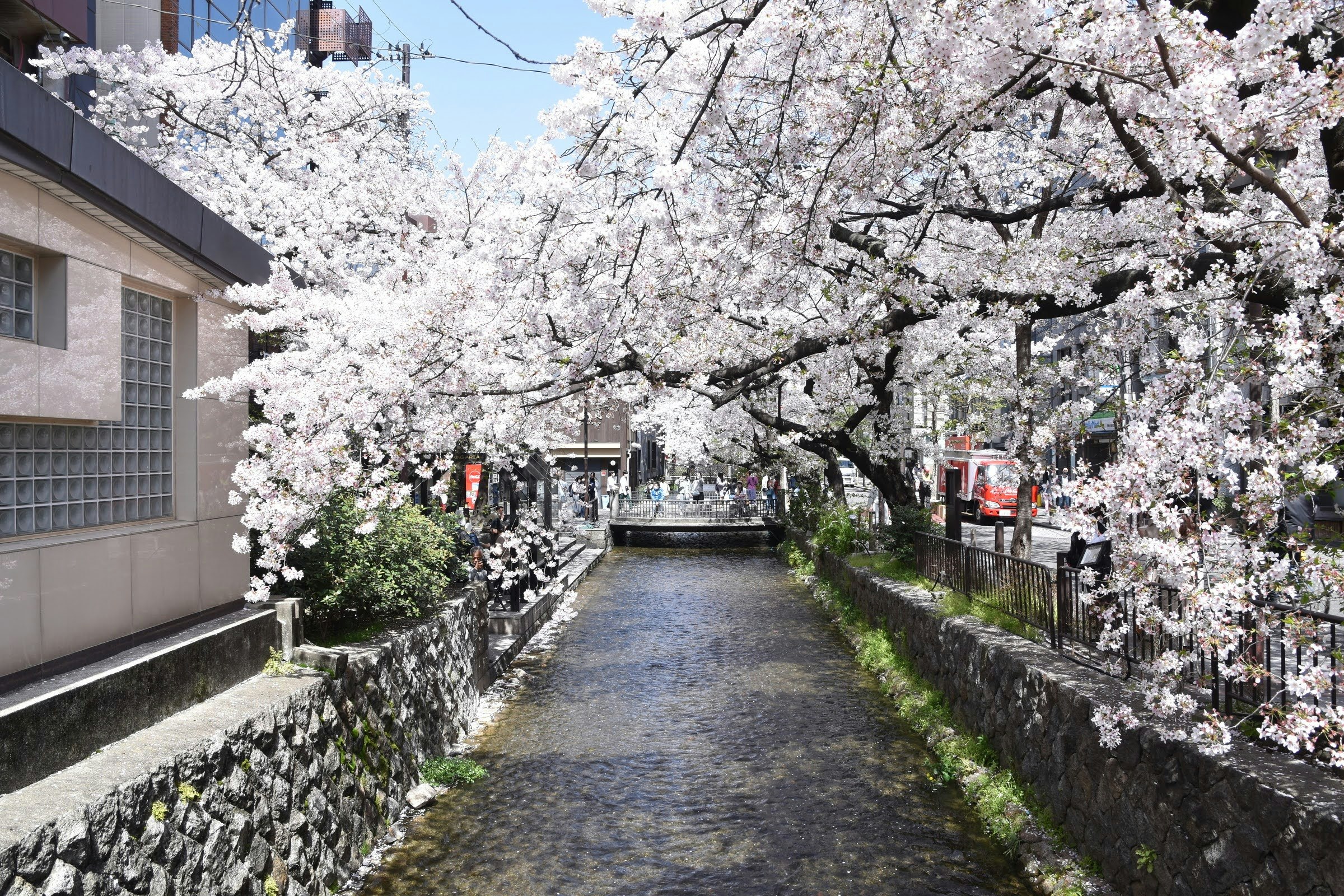 桜並木が続く石垣の小道と水路