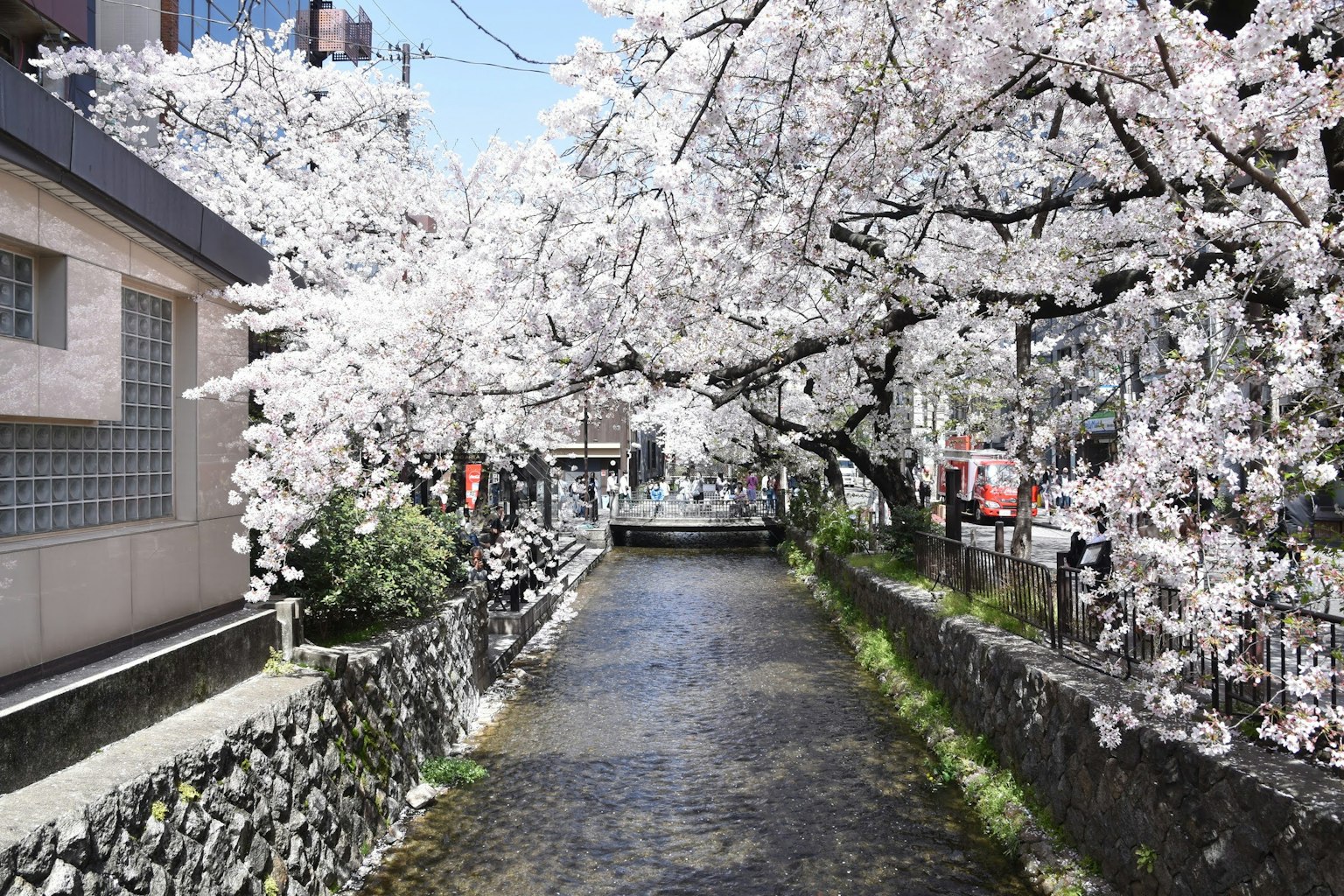 Canal paisible bordé d'arbres en fleurs de cerisier