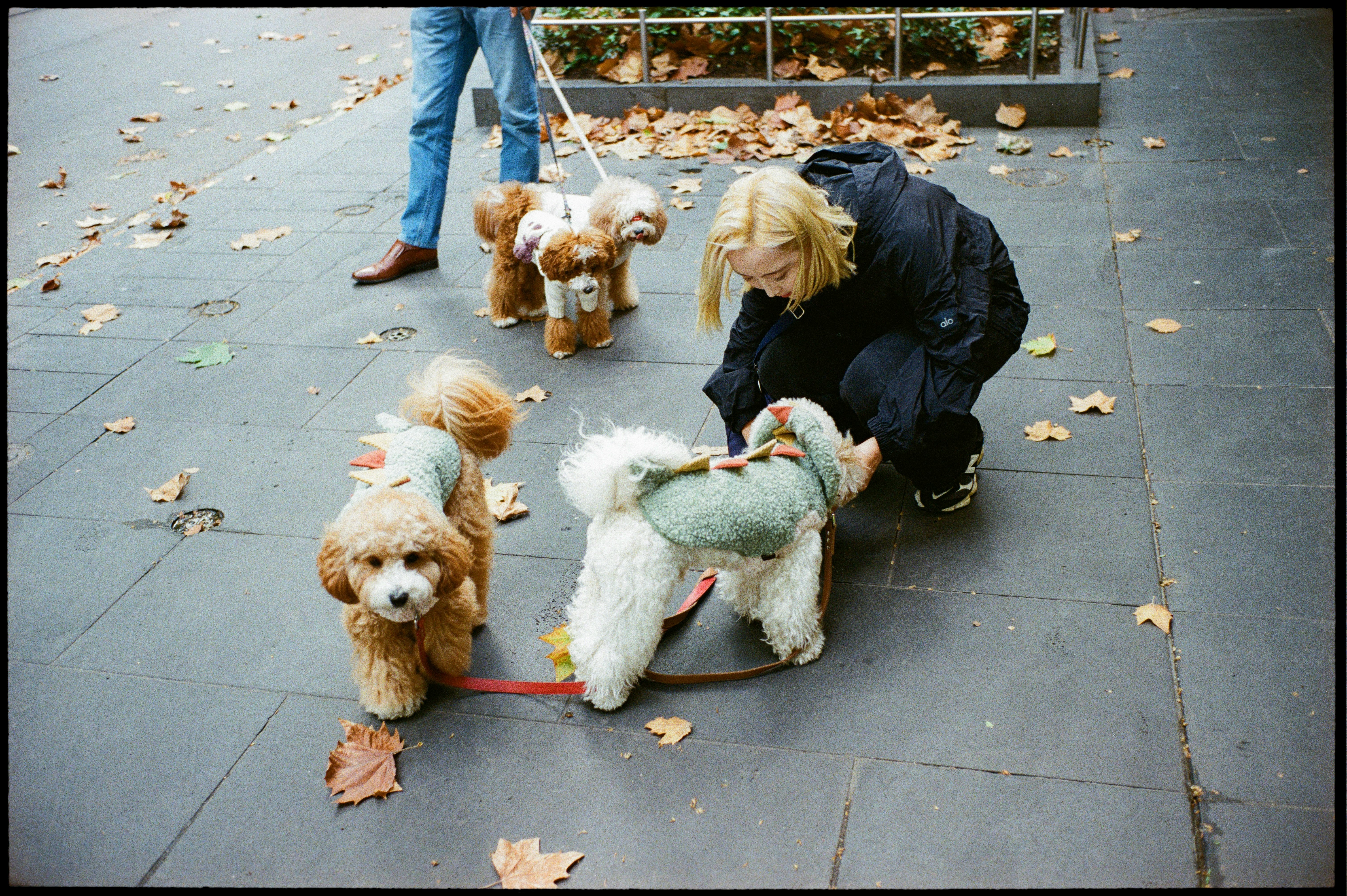 people playing with dogs on an outdoor paved walkway with fallen leaves