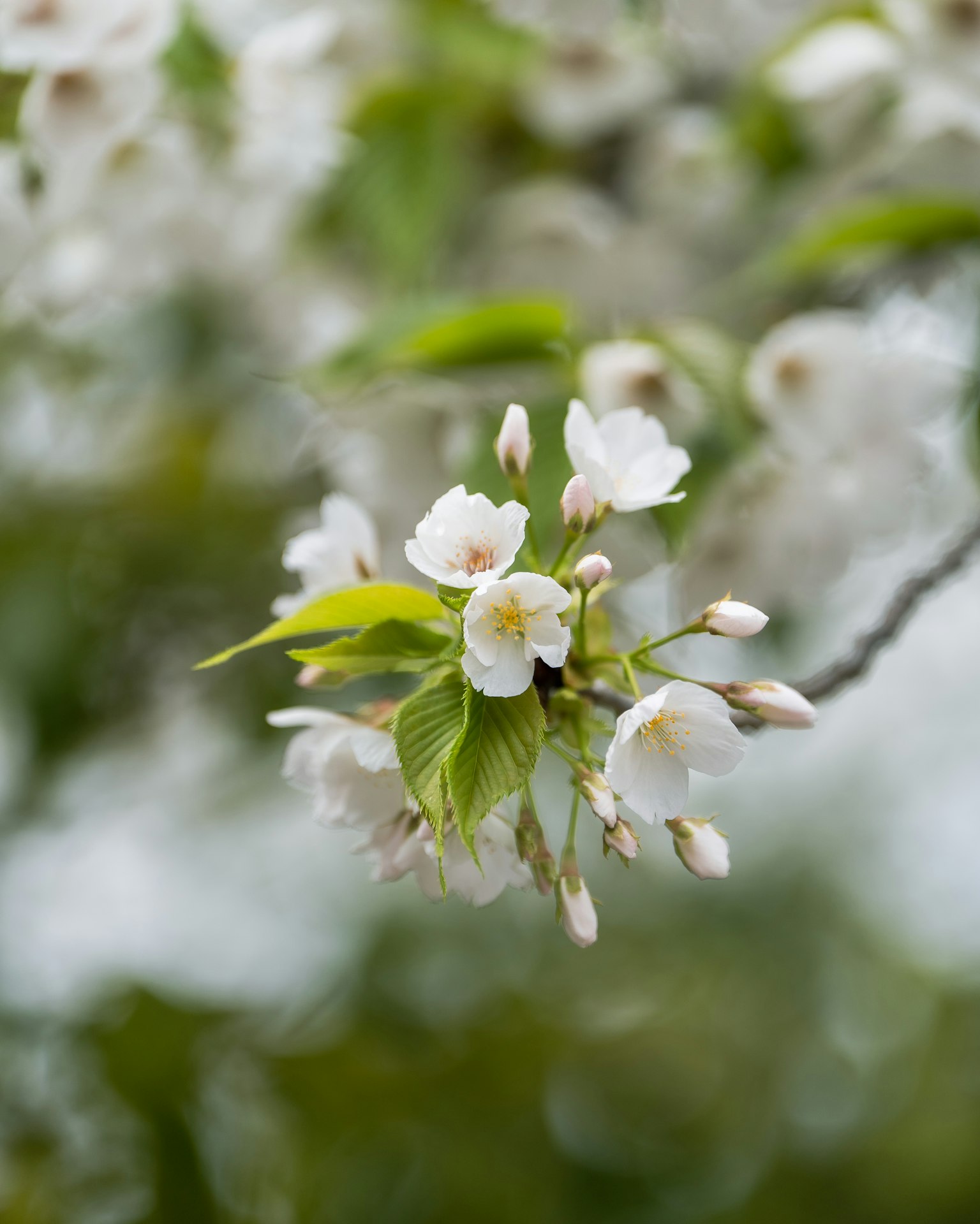 Close-up bunga sakura dan daun hijau baru