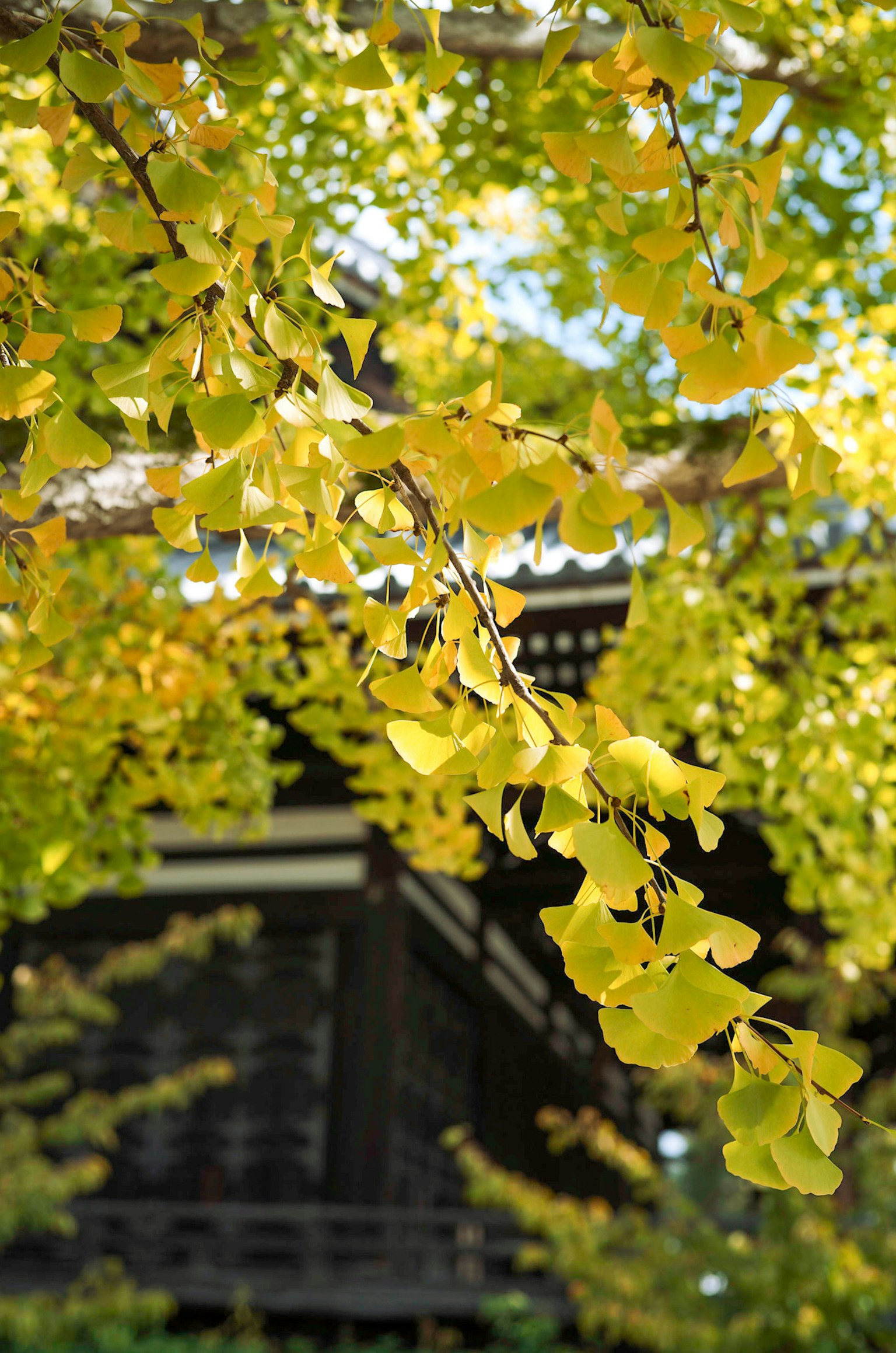 Foglie di ginkgo gialle appese davanti a un edificio tradizionale