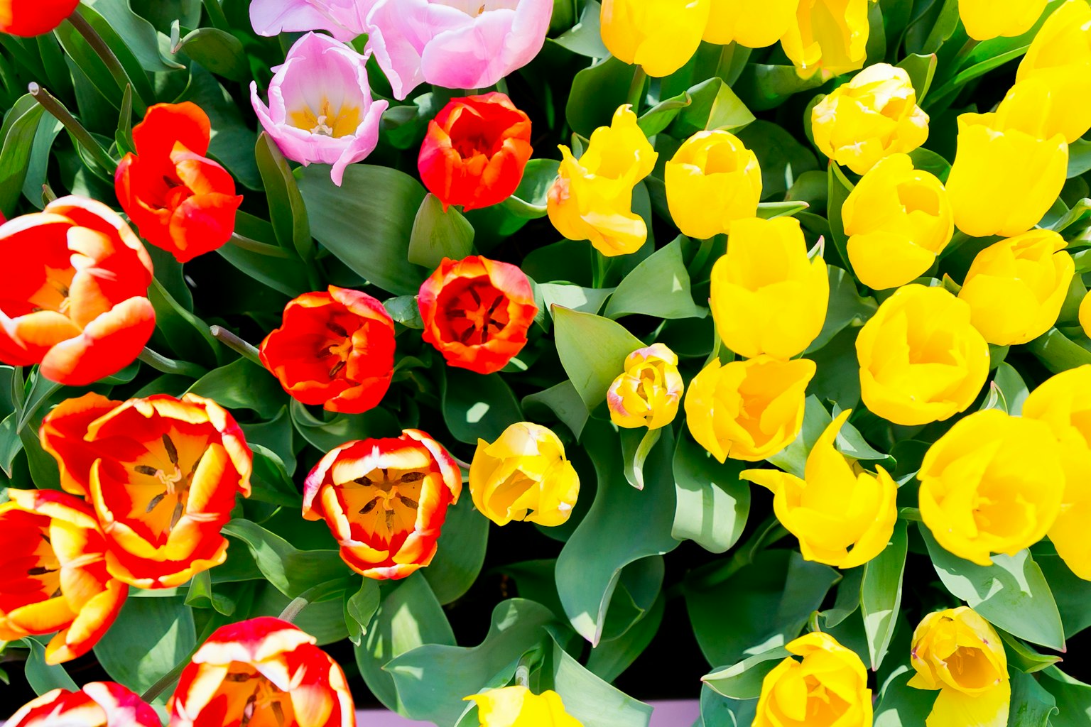 Pandangan atas taman tulip yang berwarna-warni