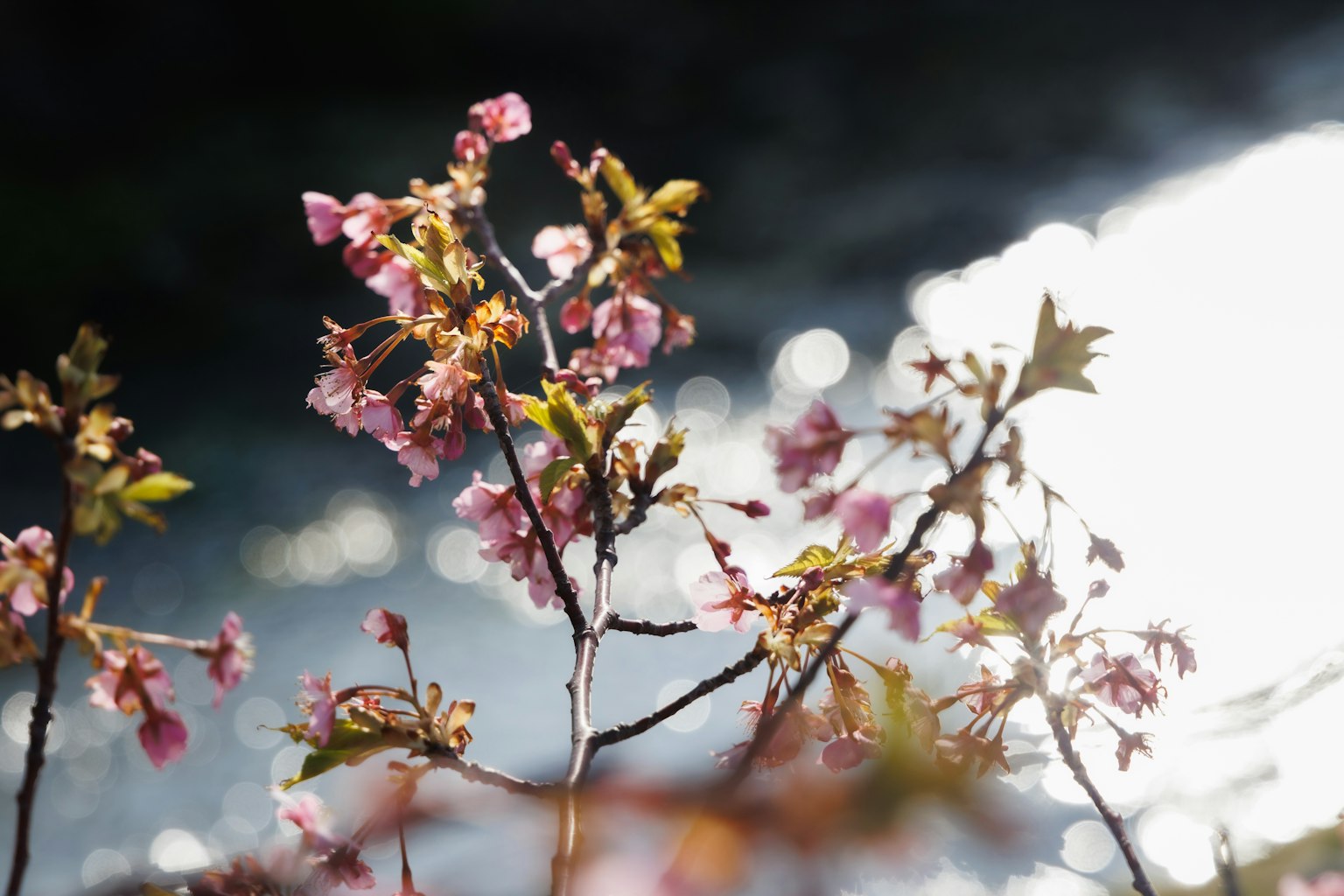 樱花特写，背景为反射水面