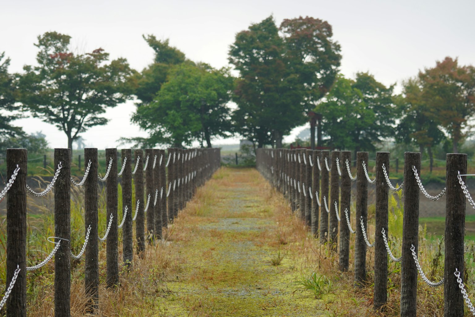 Narrow pathway lined with wooden posts and trees in the background