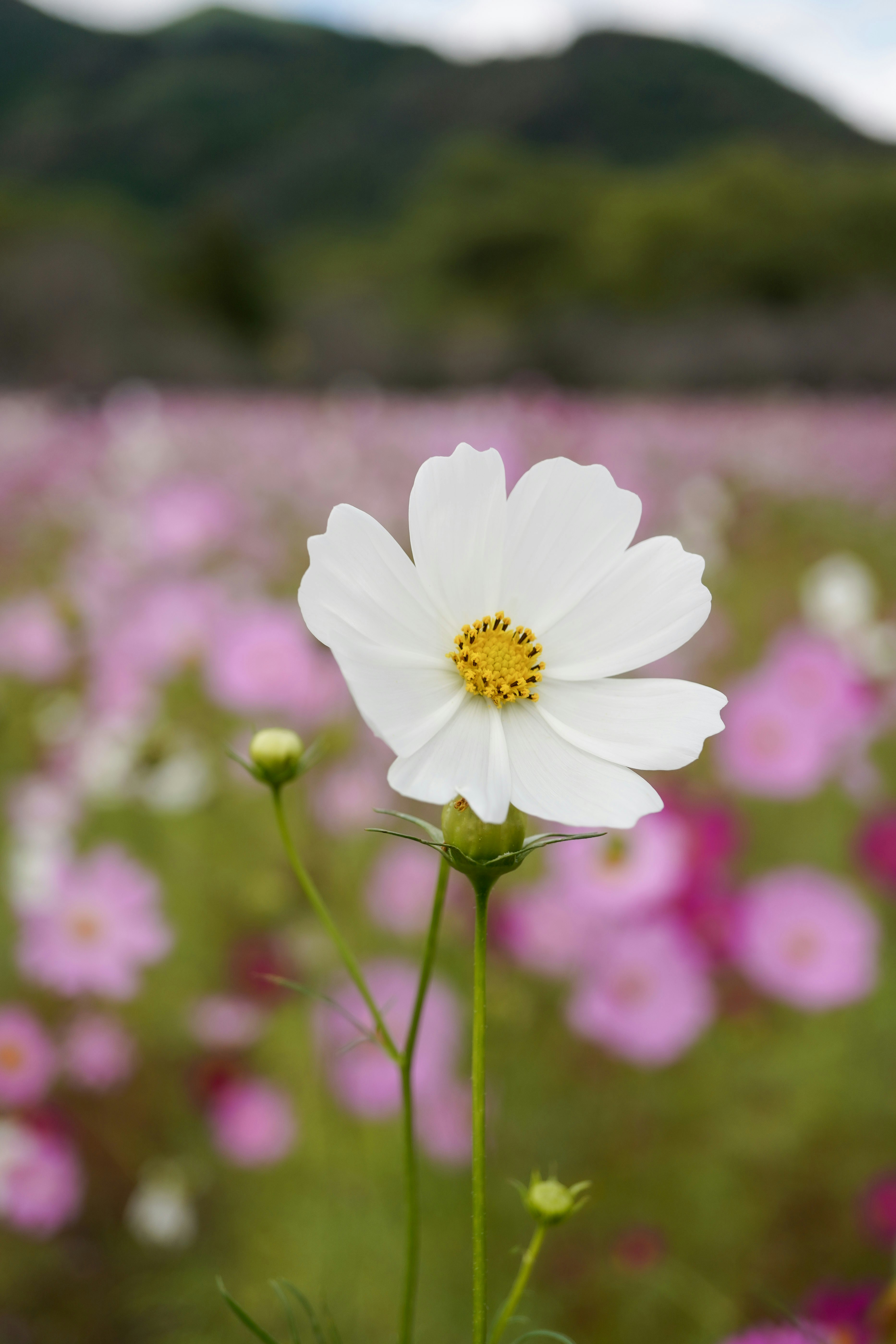 ピンクの花畑で咲く白いコスモスのクローズアップ