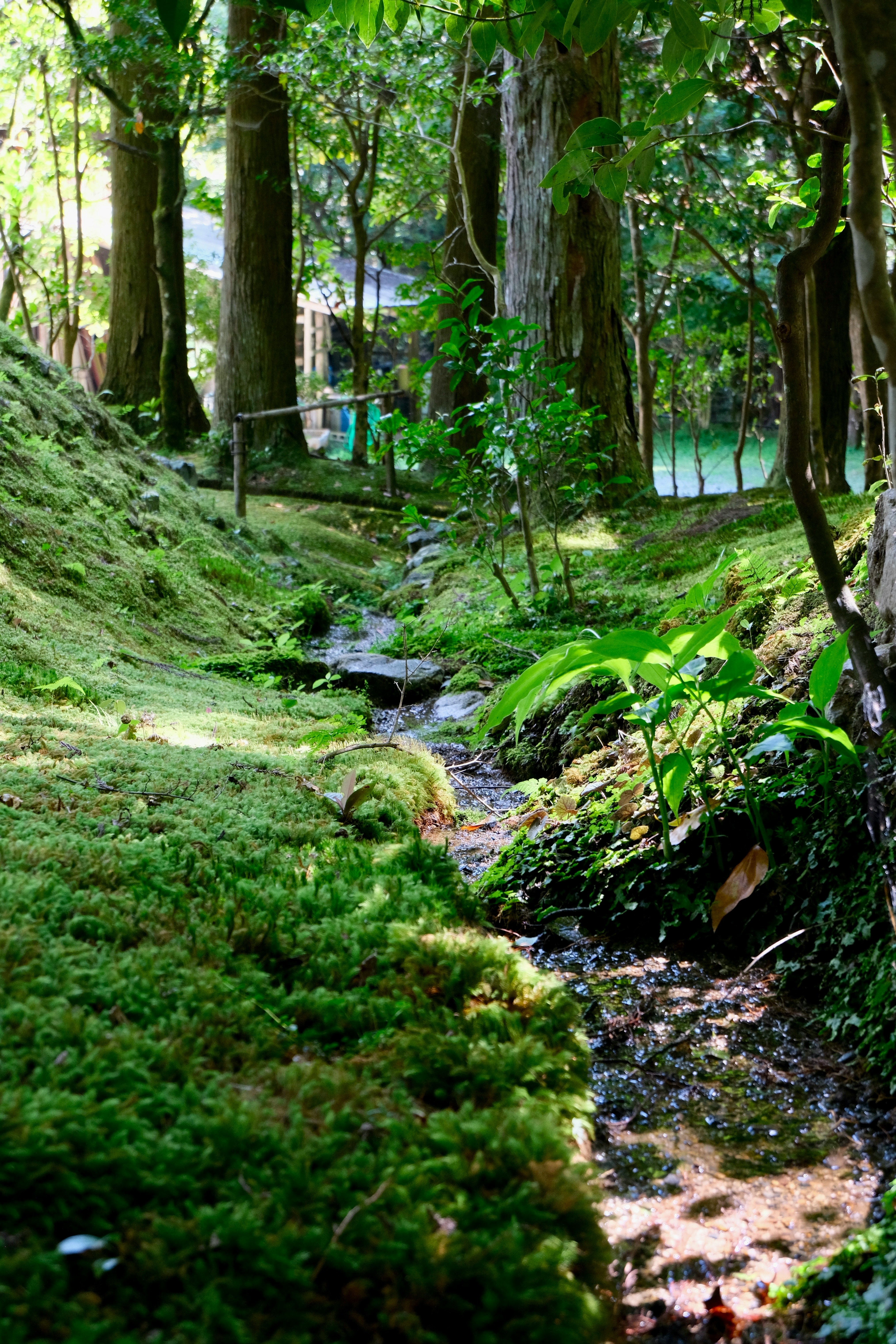 苔むした森の小川と木々の緑がしっとり輝く風景