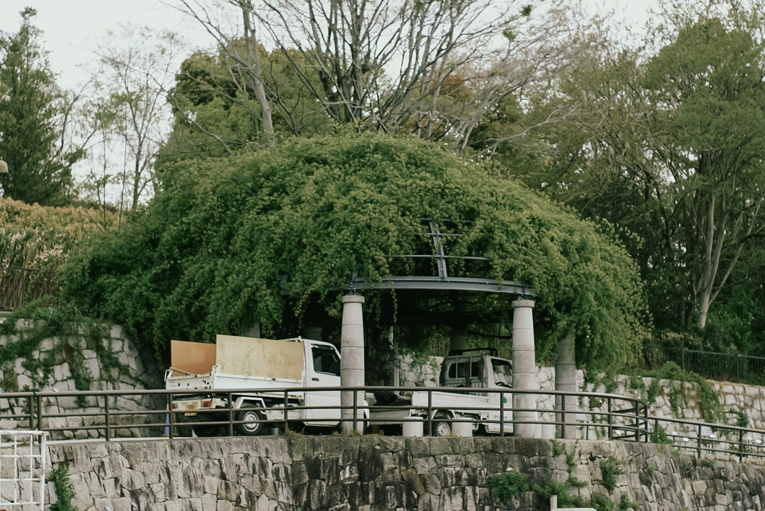A gazebo covered in greenery with two white trucks nearby
