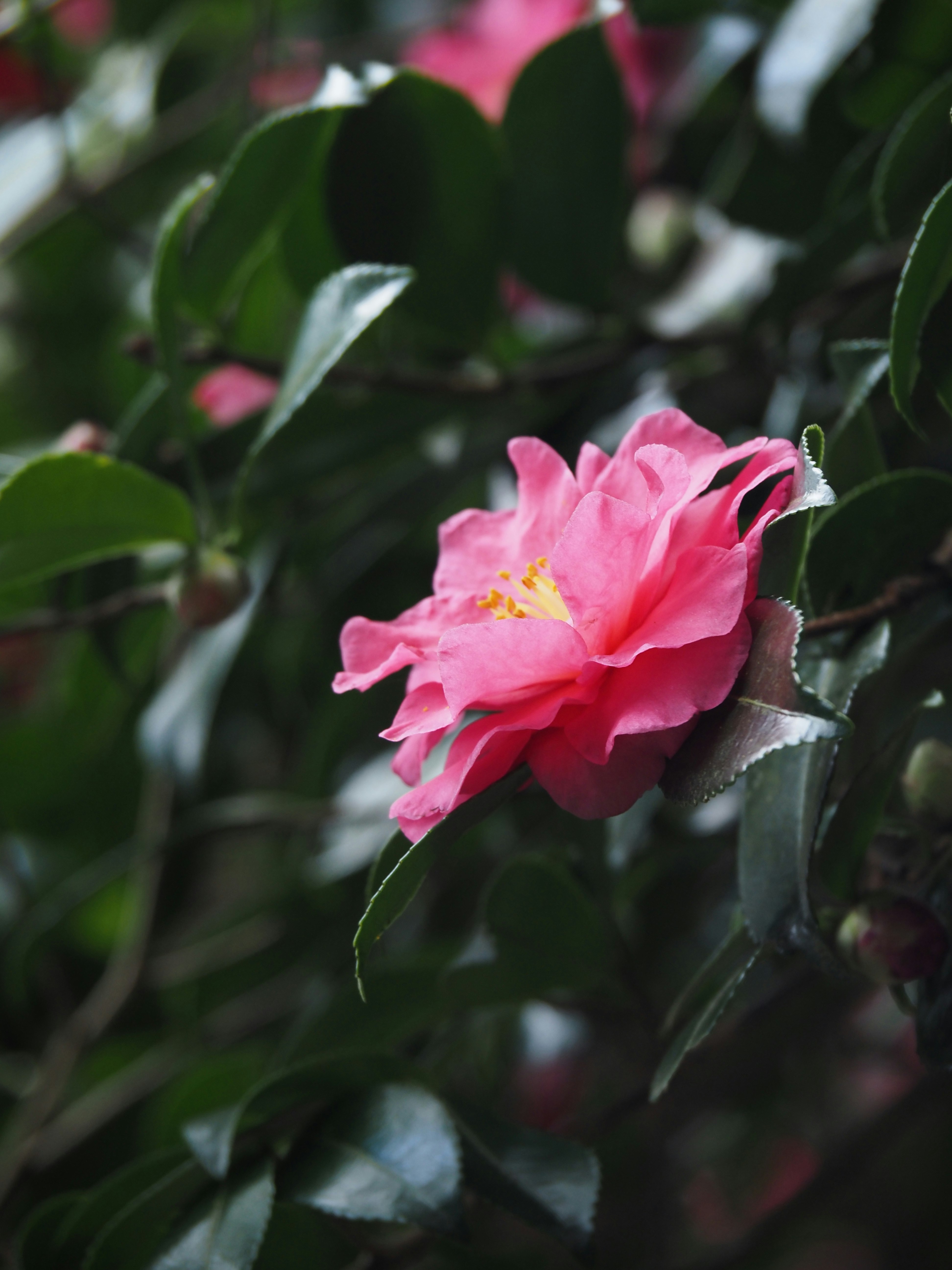 山茶花の花が咲く葉の間のクローズアップ