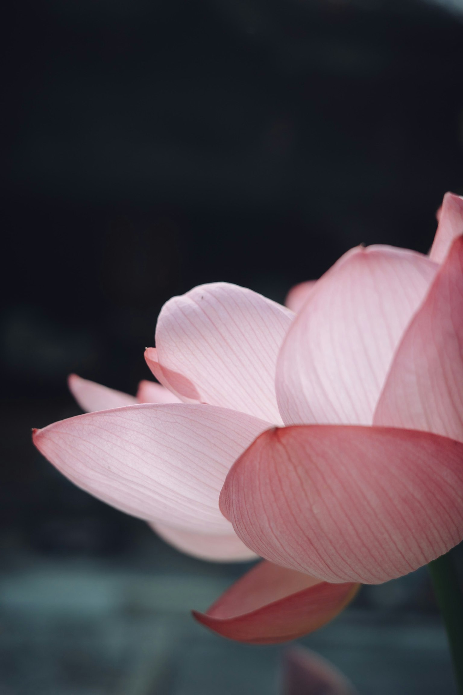 Una hermosa vista de una flor de loto rosa pálido de lado