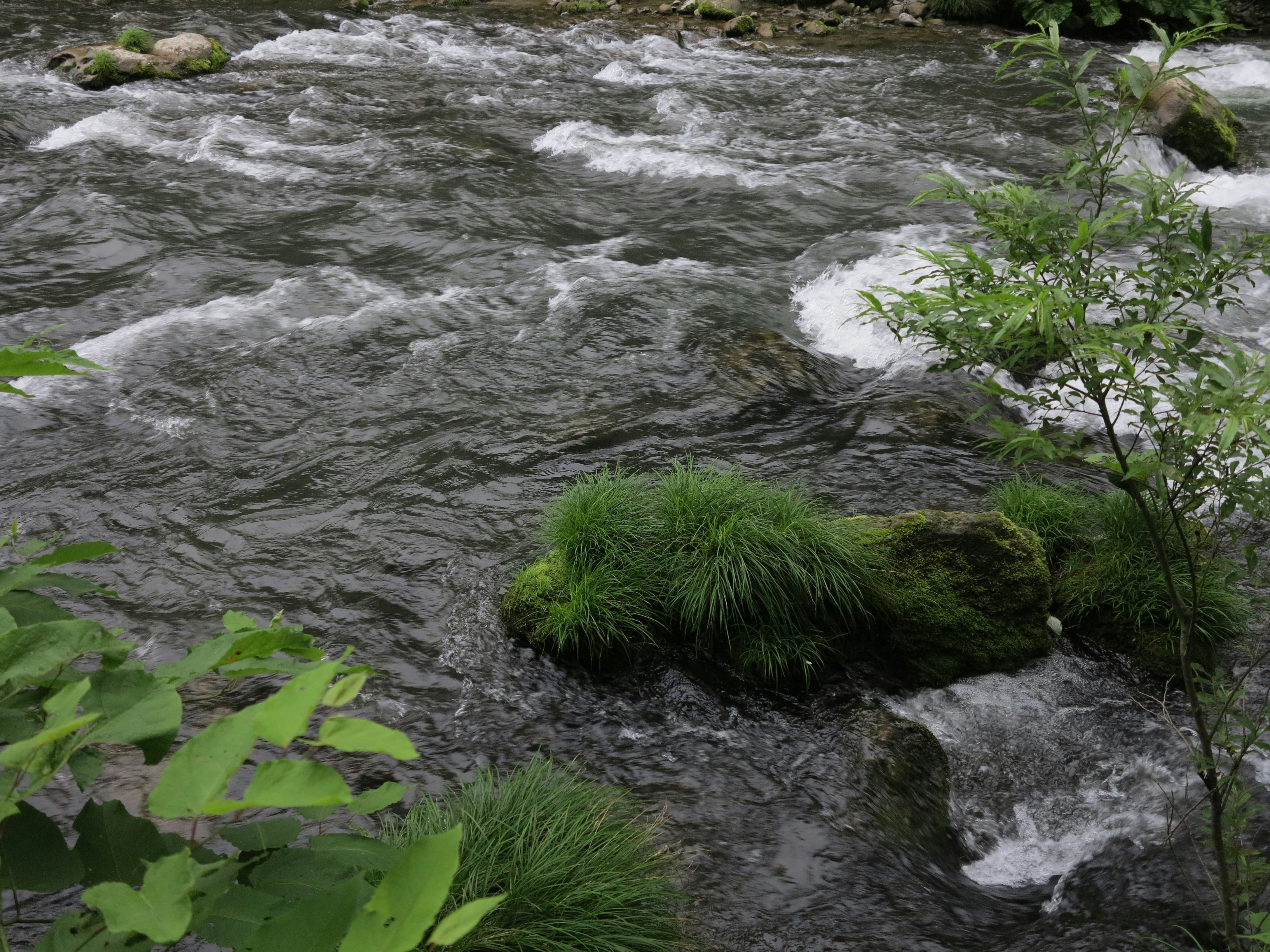 aliran sungai kecil di antara batu-batu berlumut
