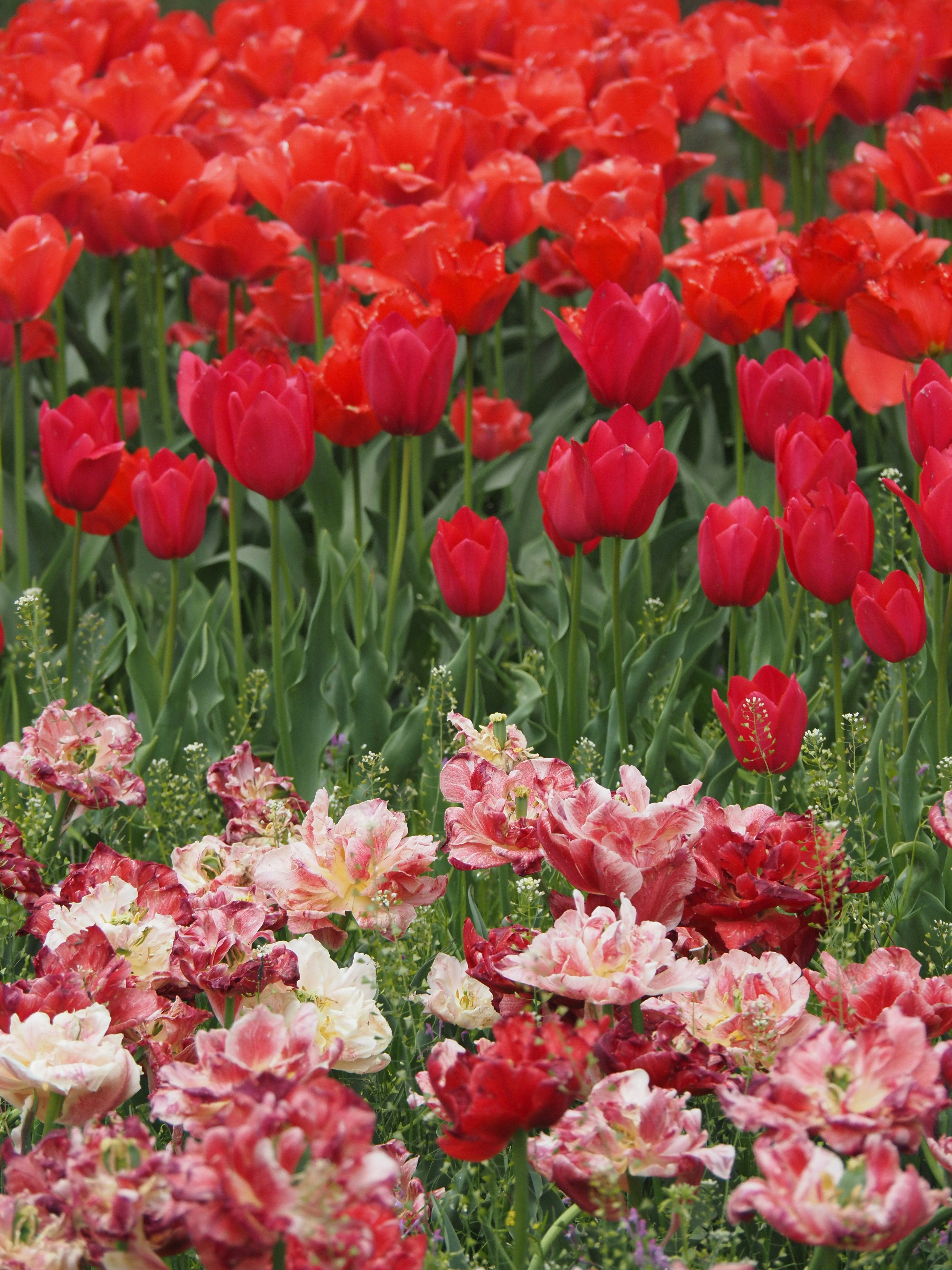 Rote Tulpen und rosafarbene Blüten in einer blühenden Blumenrabatte