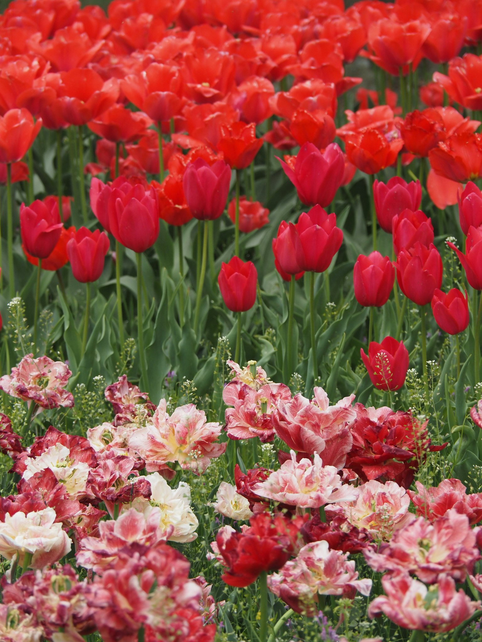 Cảnh vườn đẹp với hoa tulip đỏ và hoa hồng