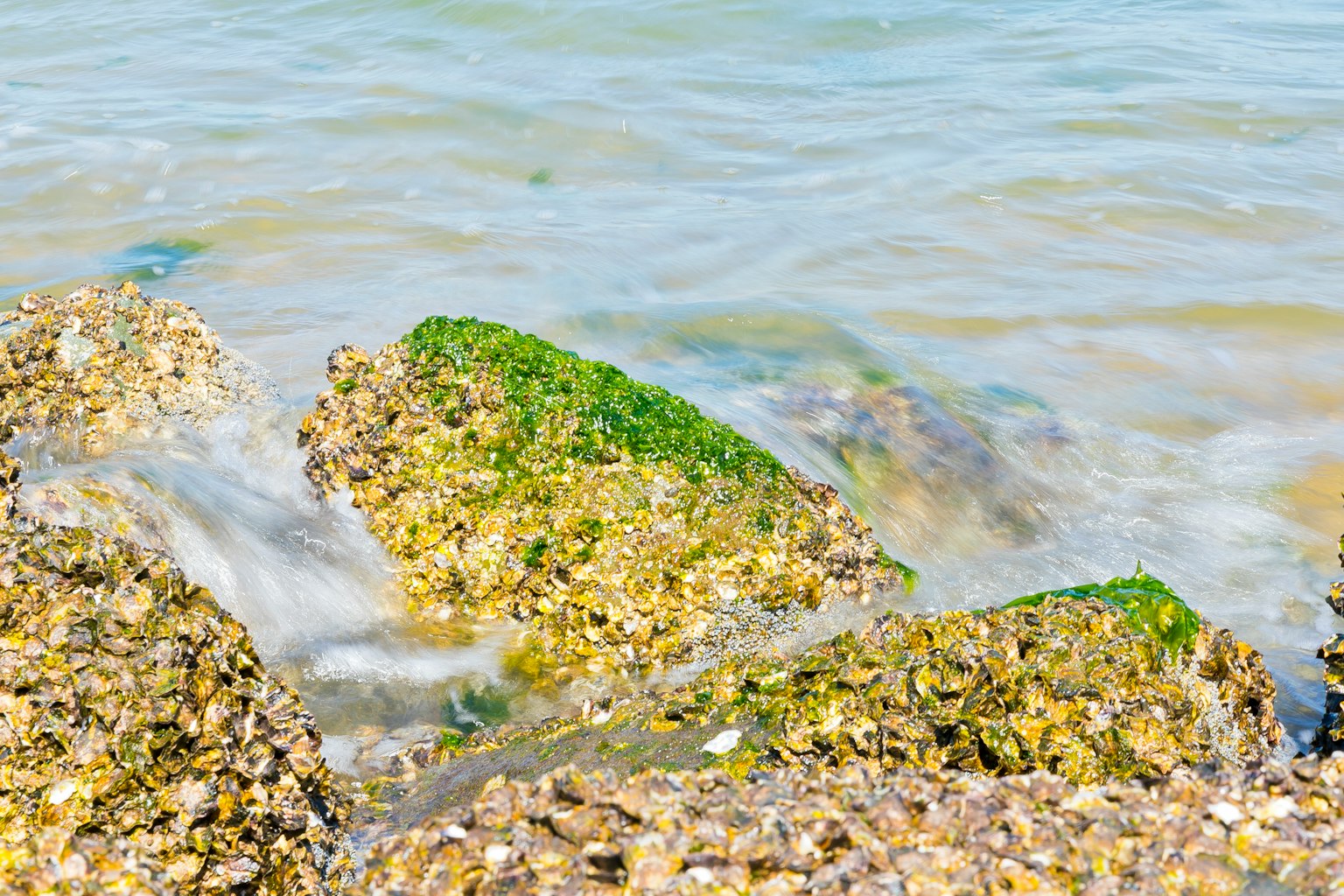 Rocas junto al mar cubiertas de algas verdes