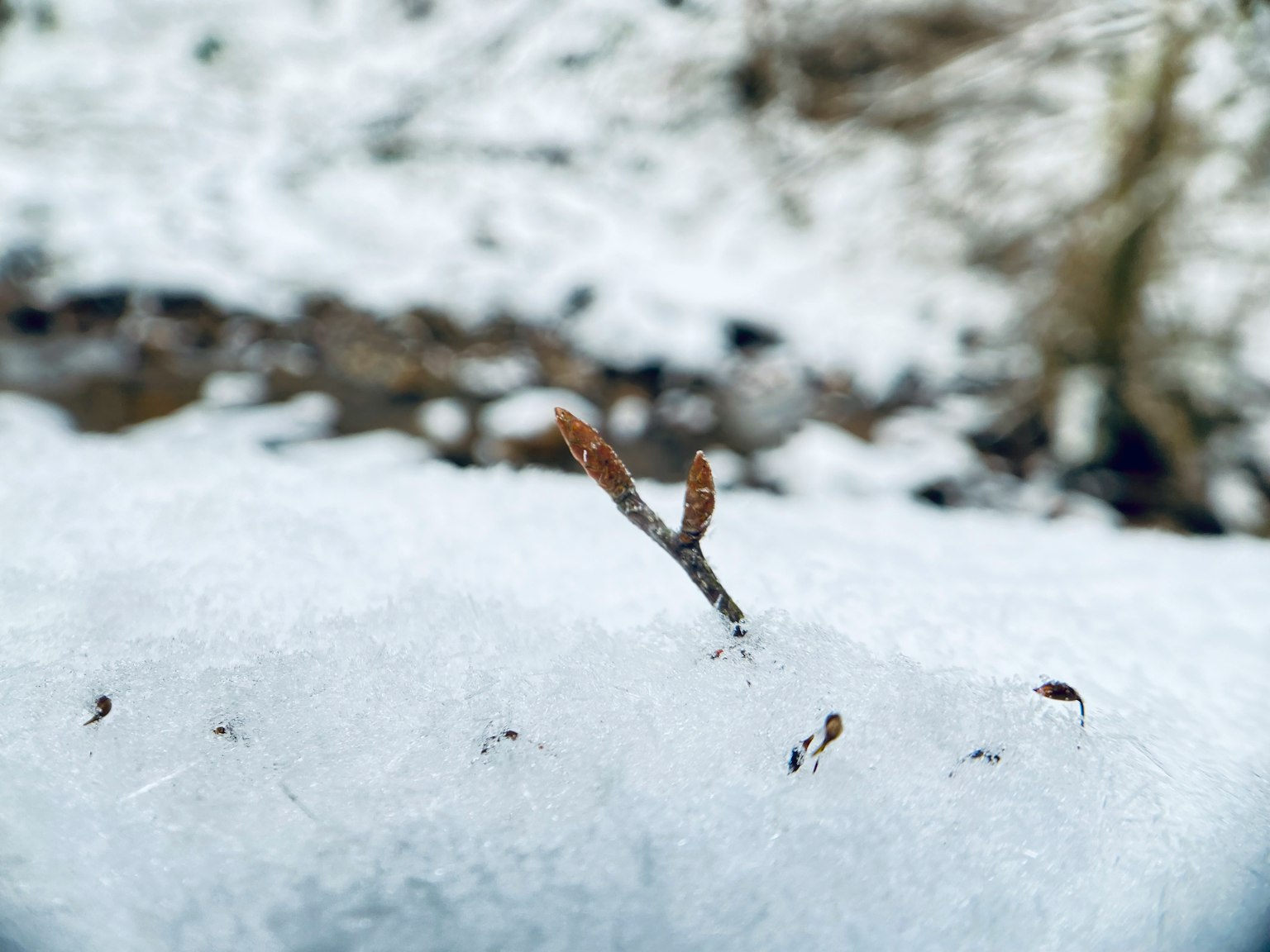 Una ramita pequeña emergiendo de la nieve con un fondo borroso
