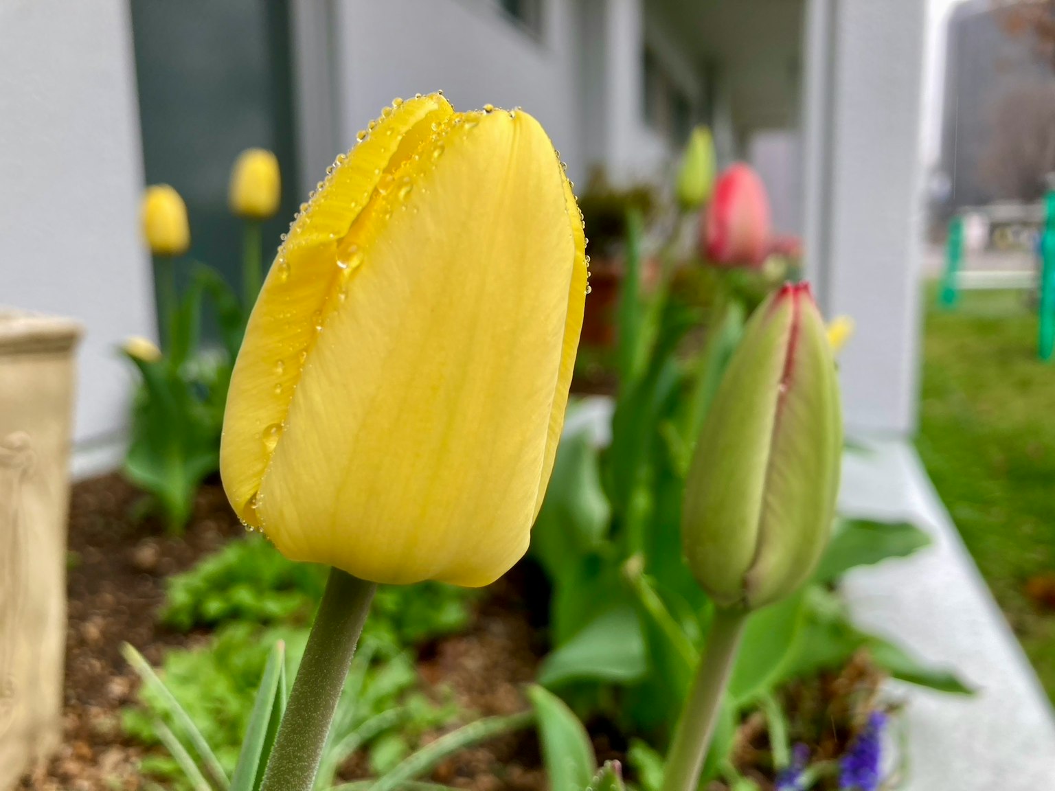 Gelber Tulpenknospe mit grünen Blättern in einem Garten