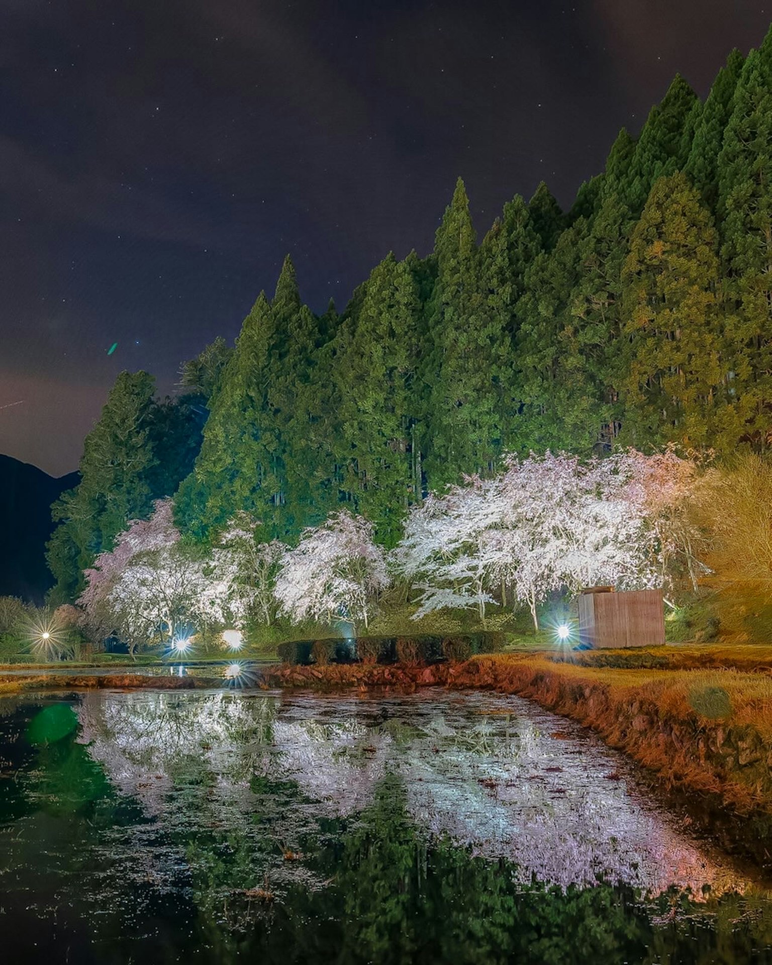 Pemandangan malam yang tenang dengan bunga sakura dan pohon hijau yang memantulkan diri di kolam tenang