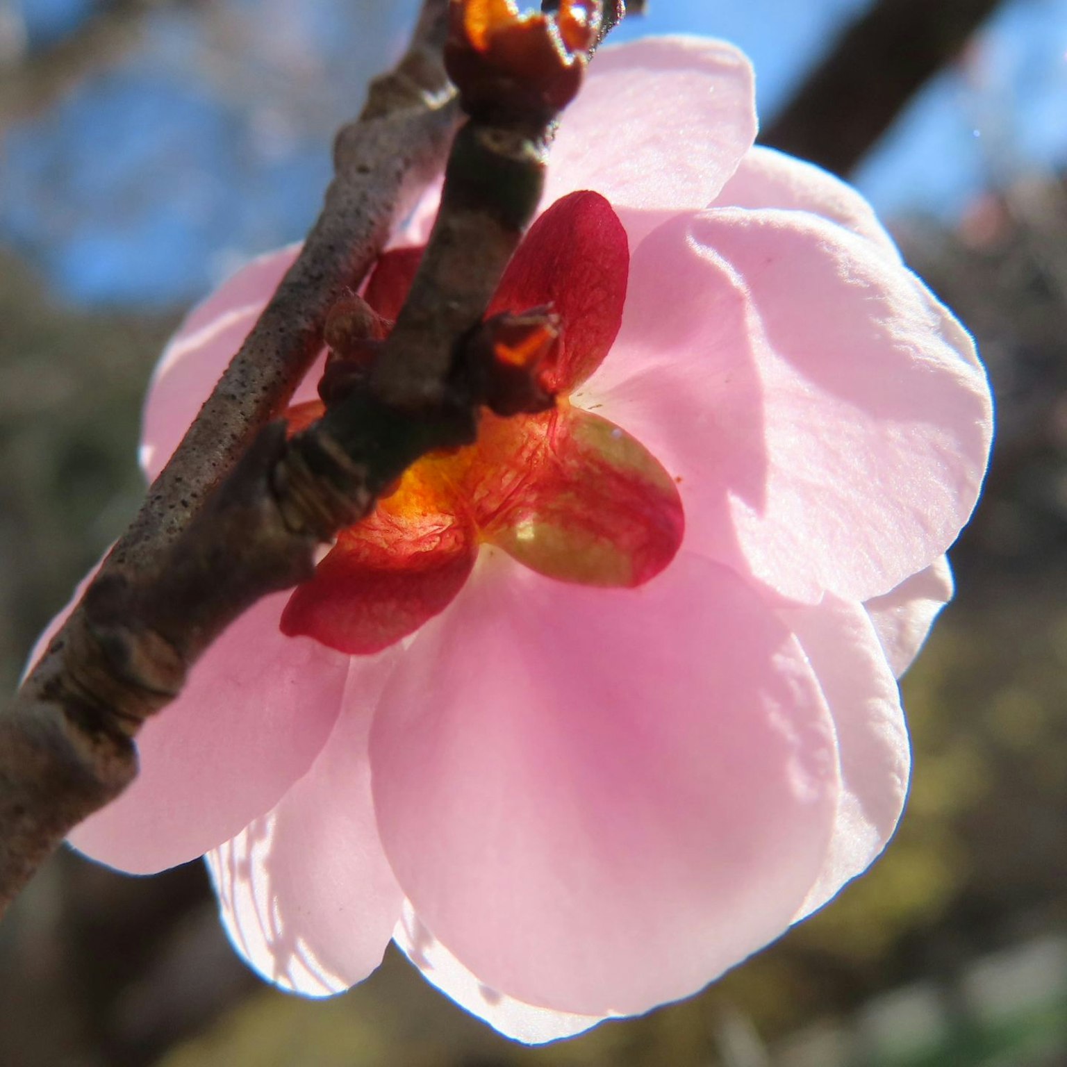 Primo piano di un fiore di ciliegio petali rosa con un centro rosso