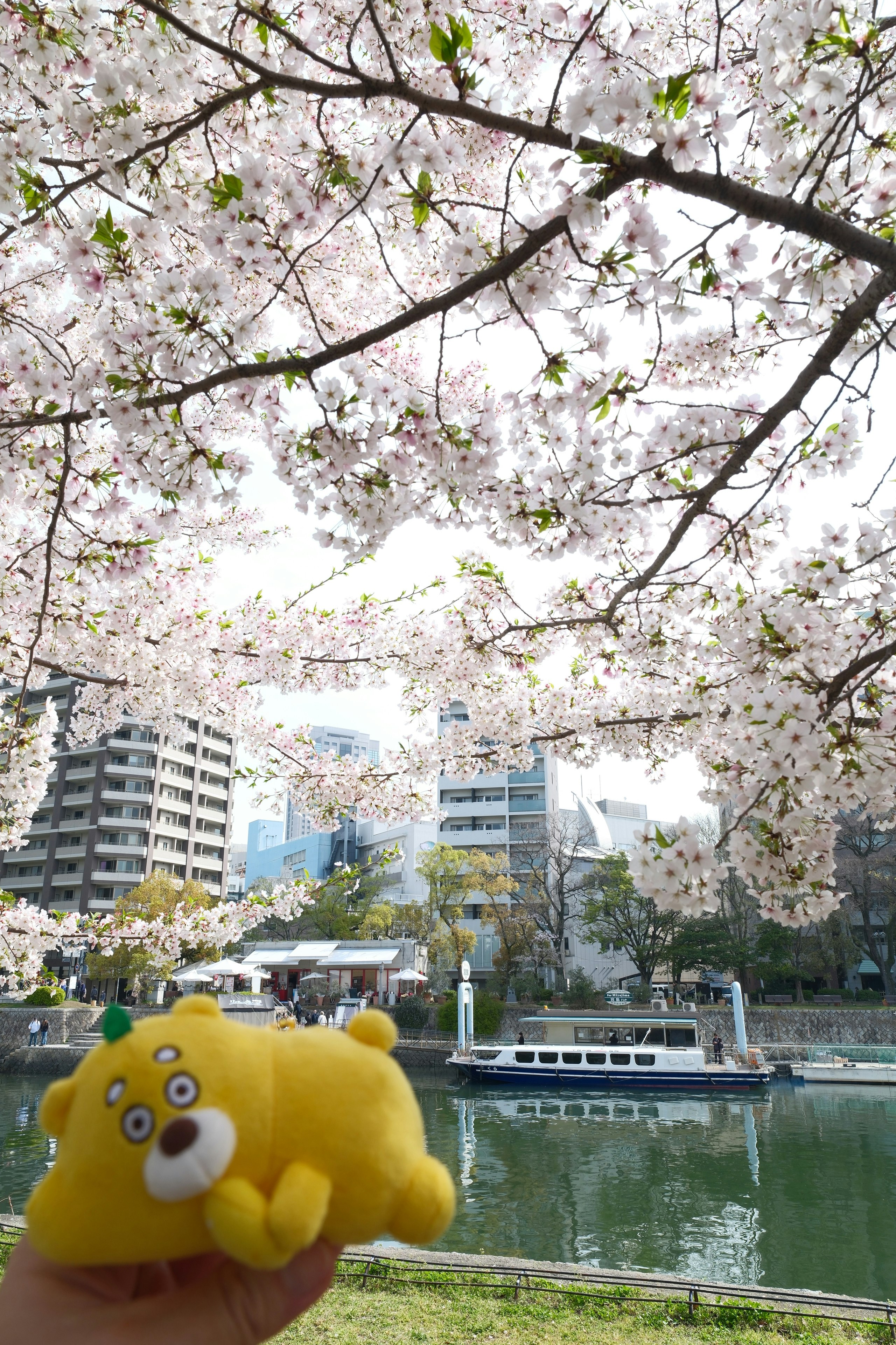 平和記念公園の桜並木と水辺の風景
