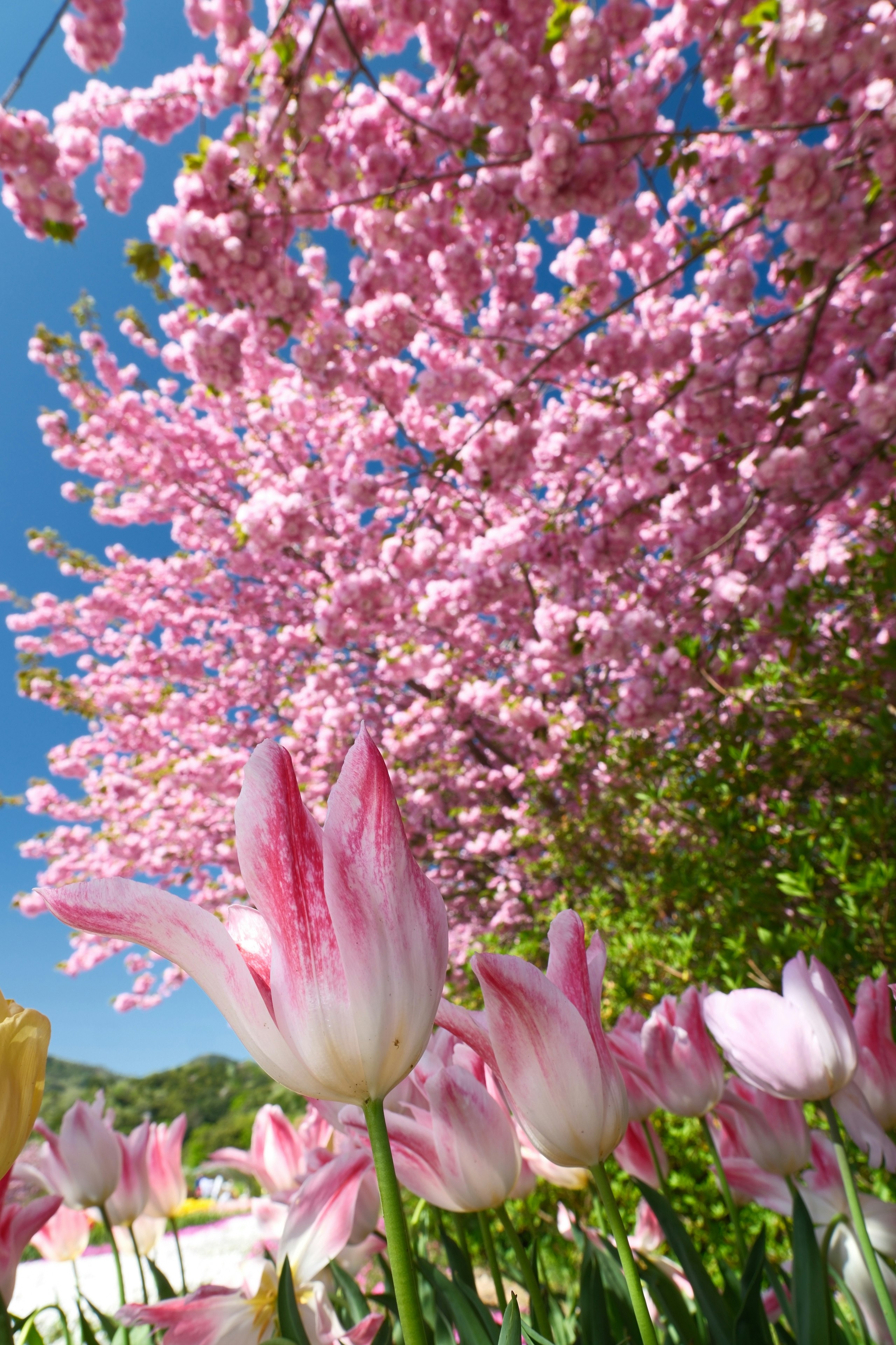 八重桜とチューリップの花畑