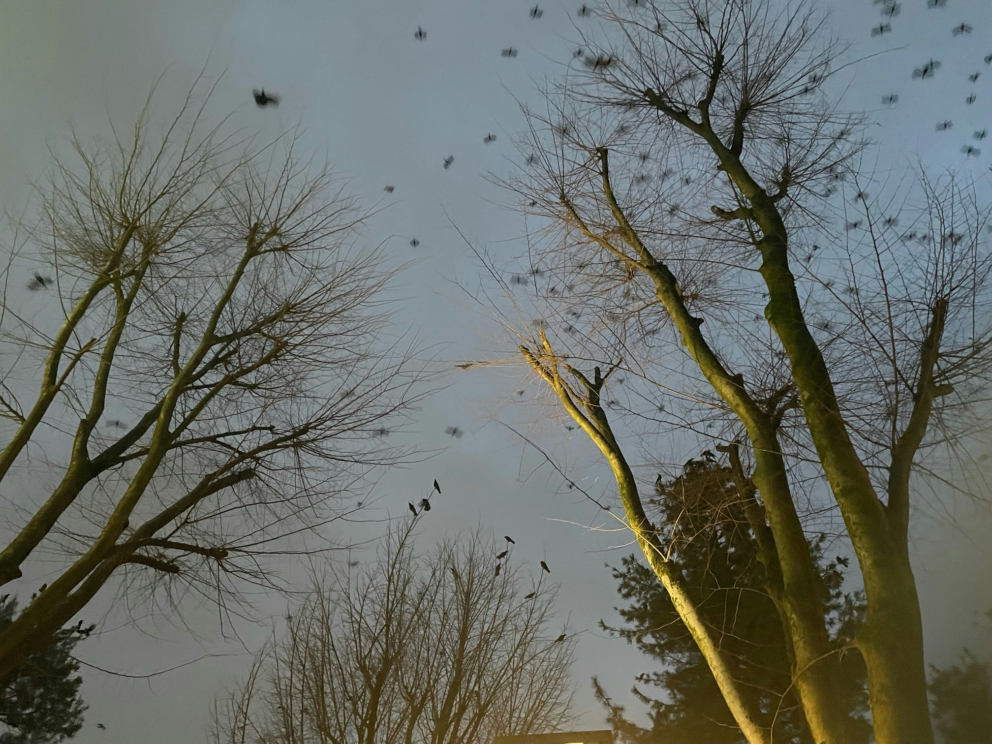 枯れ木の枝に群がる鳥の大群