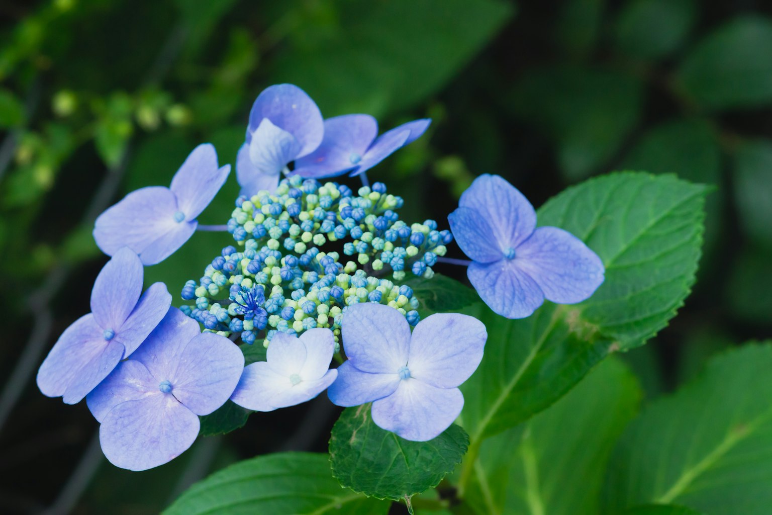 Un gruppo di fiori di ortensia blu circondati da foglie verdi