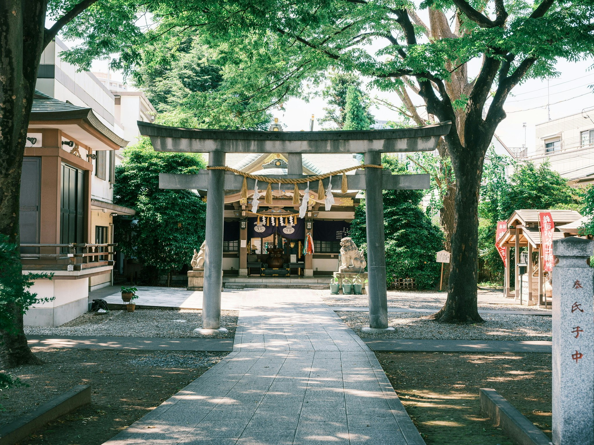 Allée de sanctuaire avec torii et bassin de purification sous les arbres