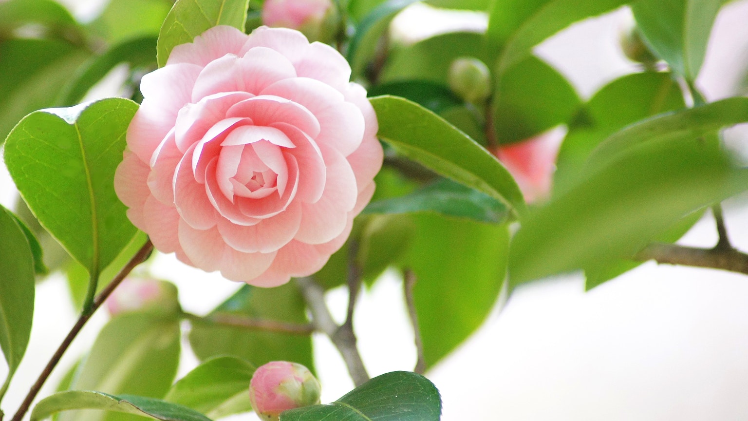 Close-up of a pink camellia flower with green leaves
