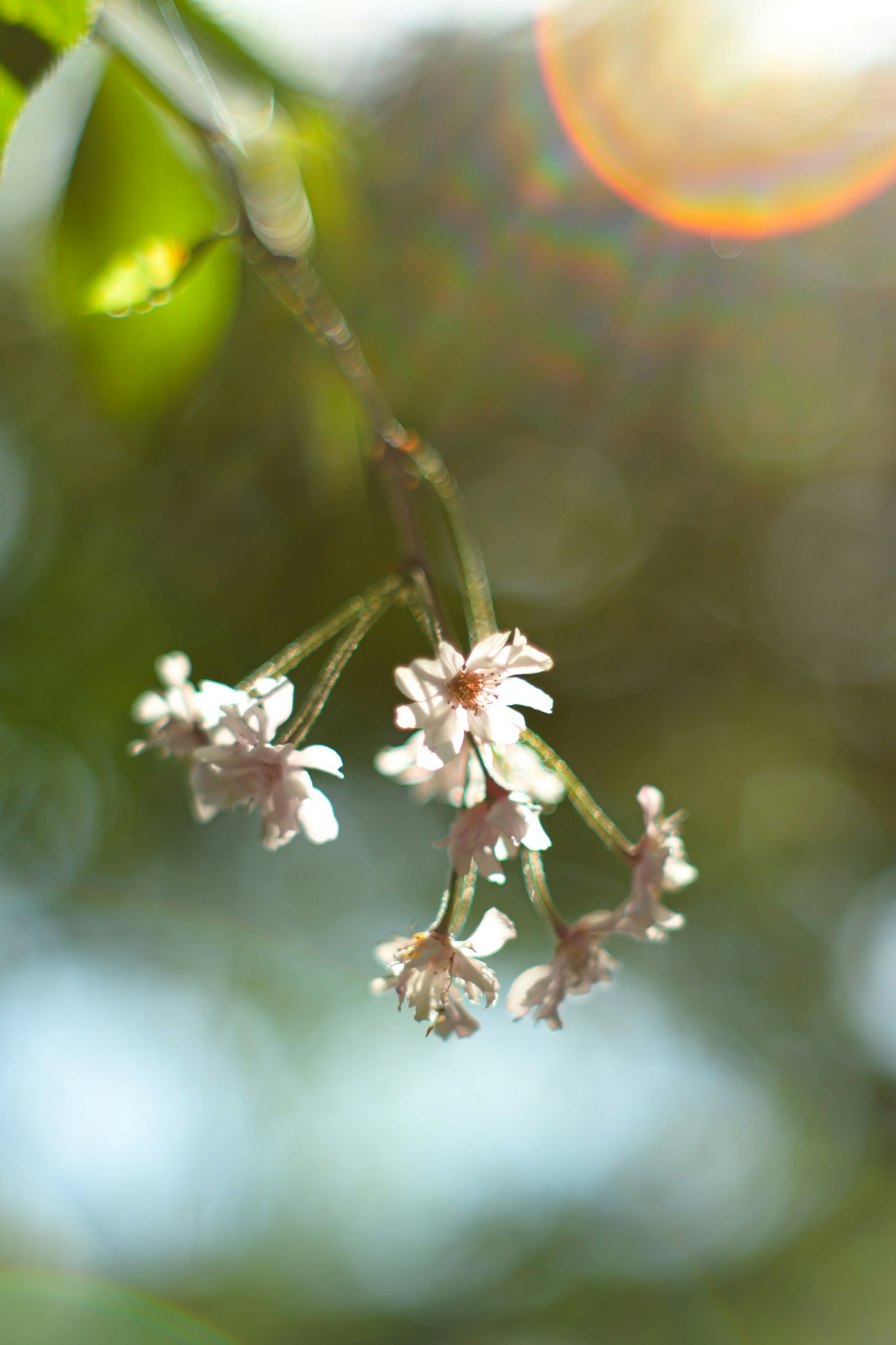 Cluster of pale pink flowers against a bright background