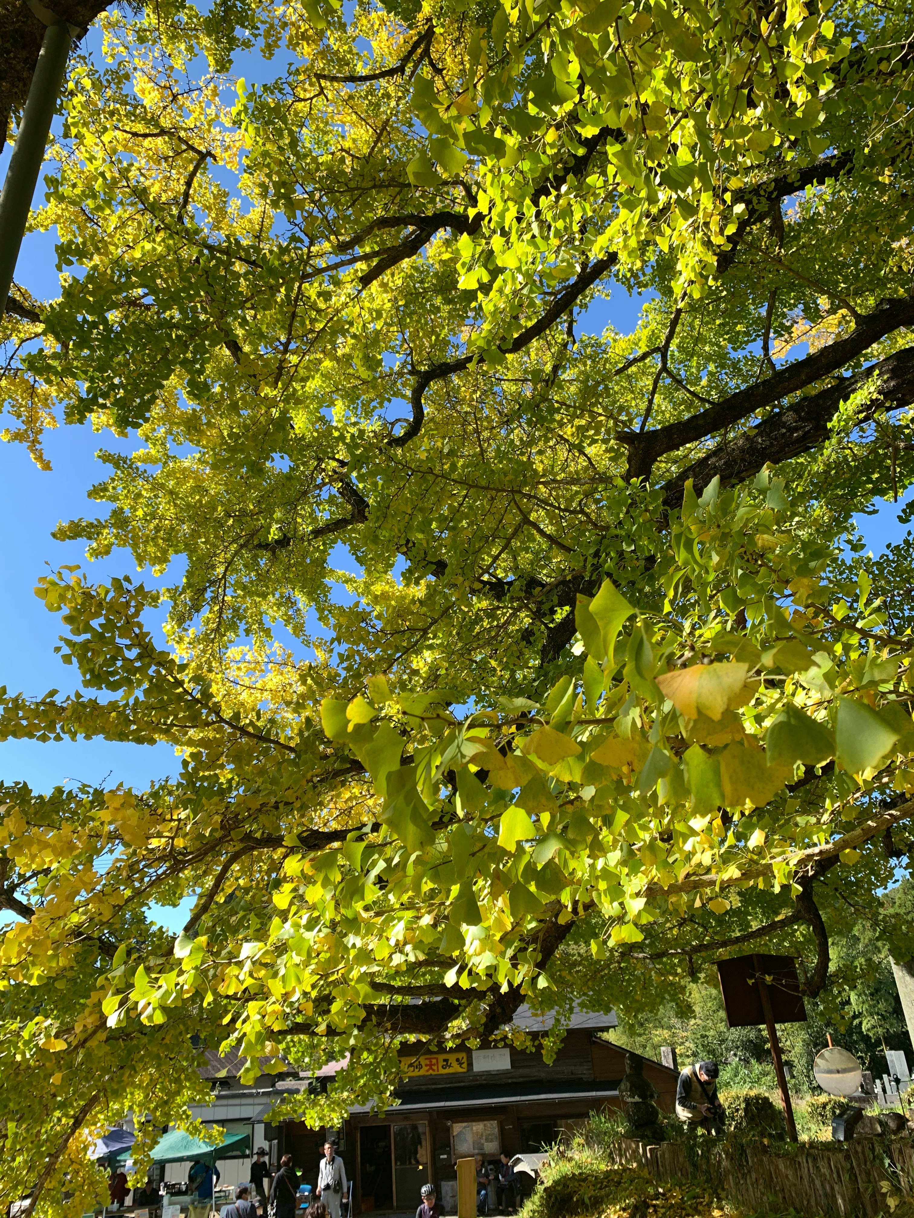 下城の大イチョウの黄葉が広がる並木の風景
