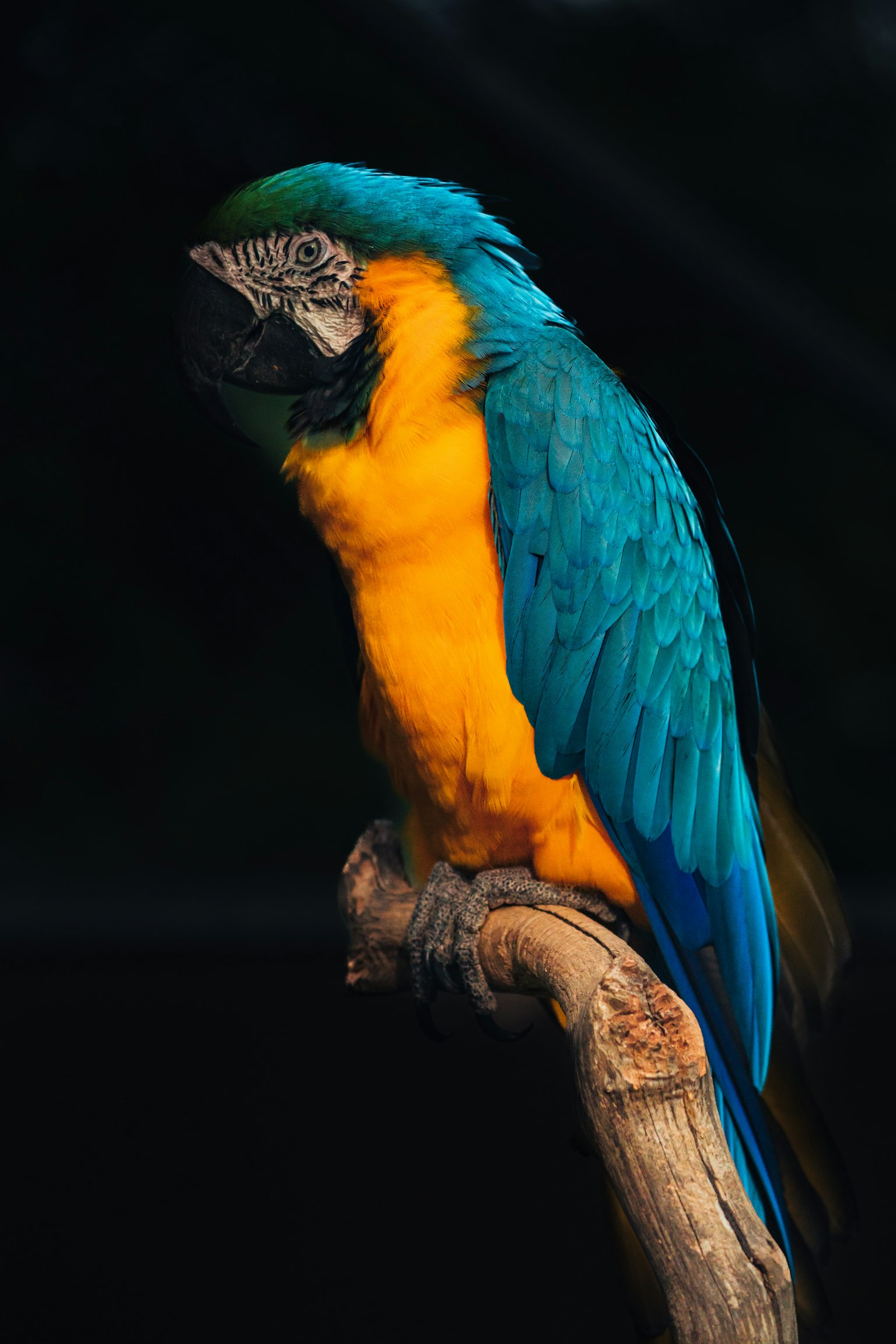 Un loro vibrante azul y amarillo posado en una rama