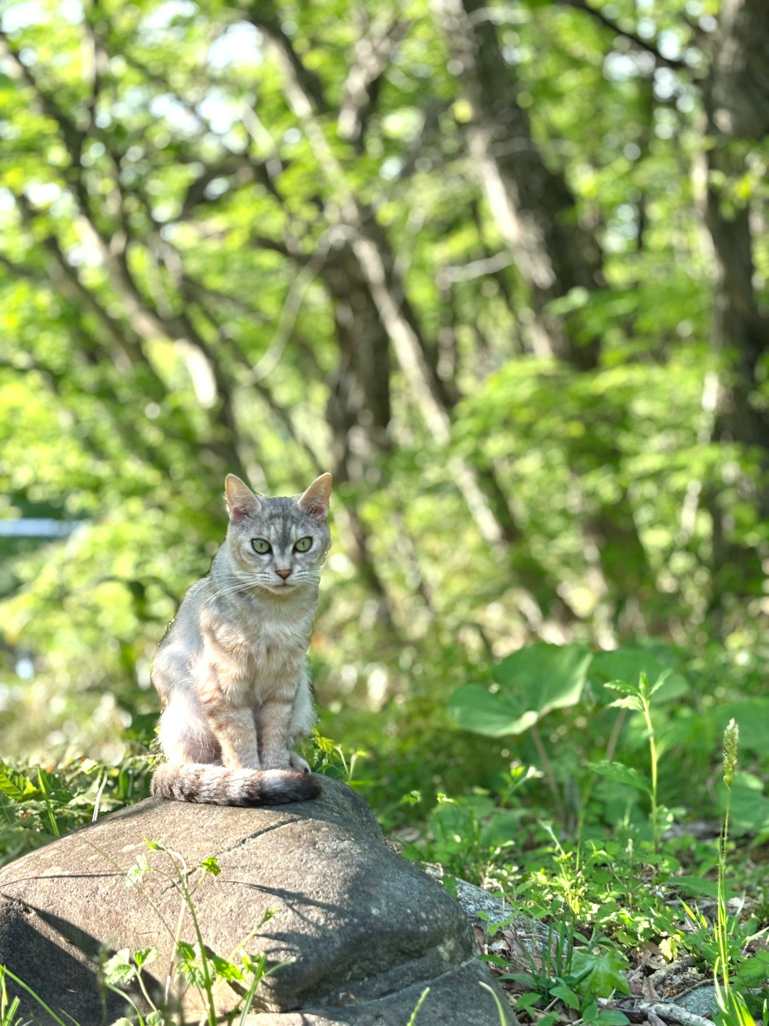 Un gatto seduto su una roccia circondato da fogliame verde
