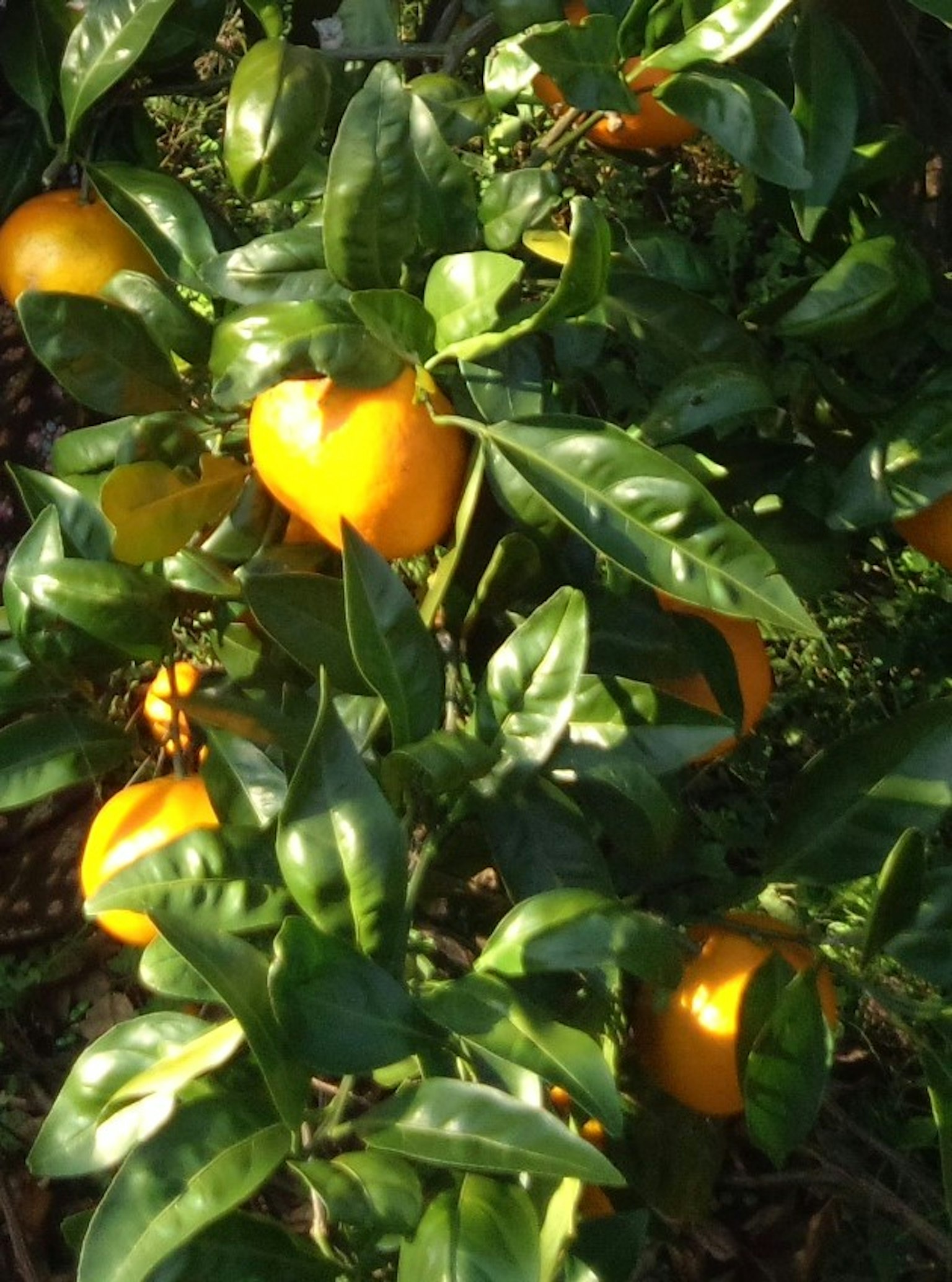 Un albero con frutti arancioni tra foglie verdi