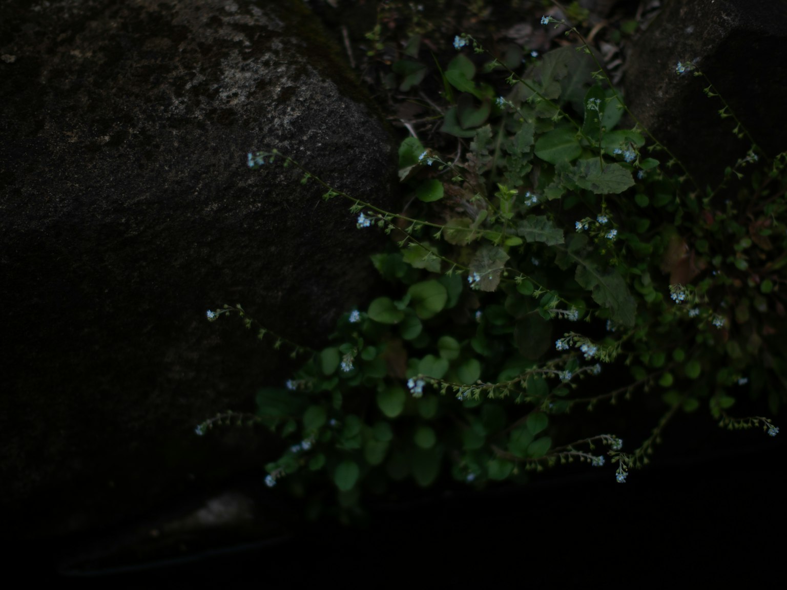 Una pianta con piccoli fiori blu e foglie verdi su uno sfondo scuro
