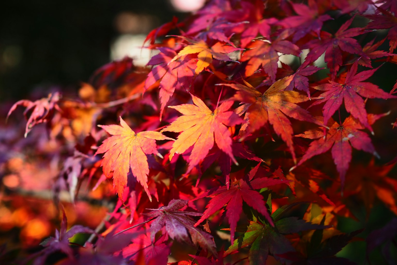 Close-up daun maple merah dan oranye yang cerah