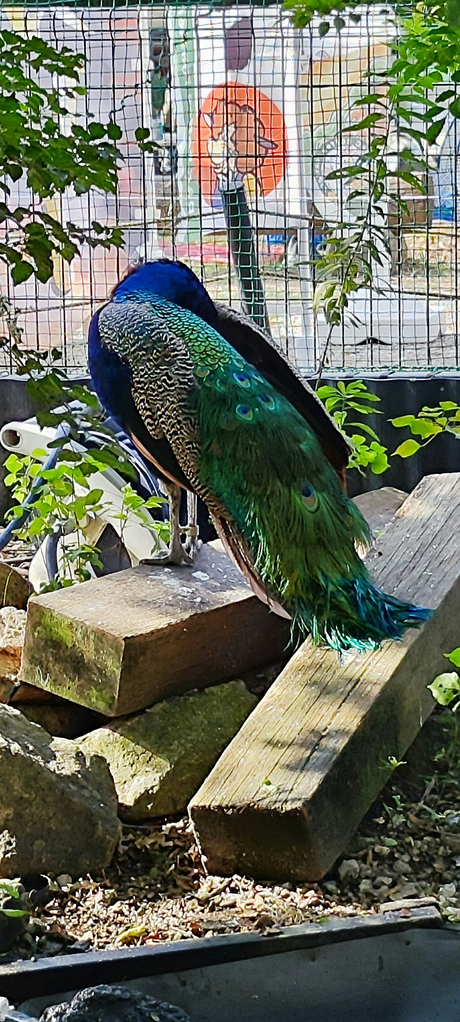 Pavone con piume blu e verdi che sta su assi di legno