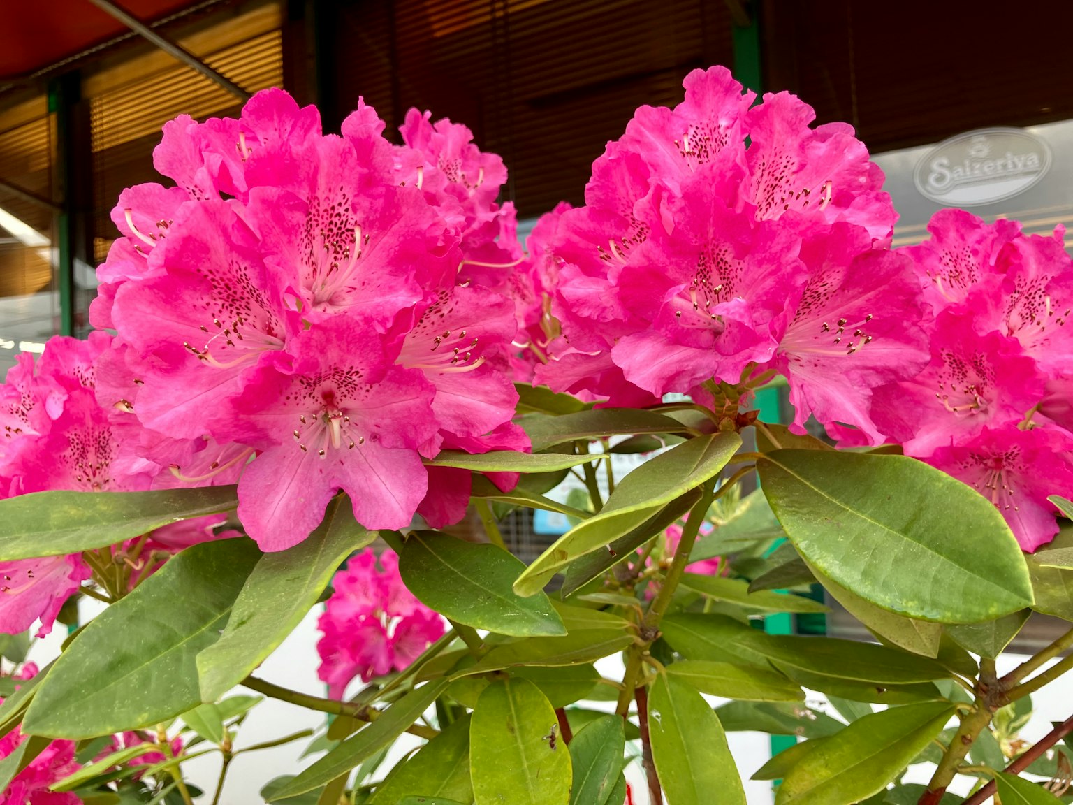 Lebendige rosa Rhododendronblüten in voller Blüte