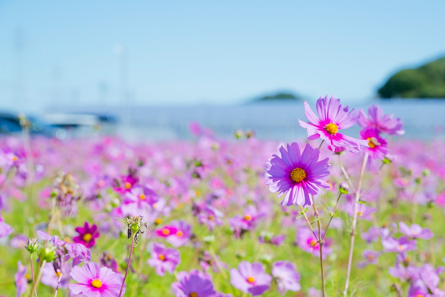 Un vaste champ de fleurs violettes sous un ciel bleu clair