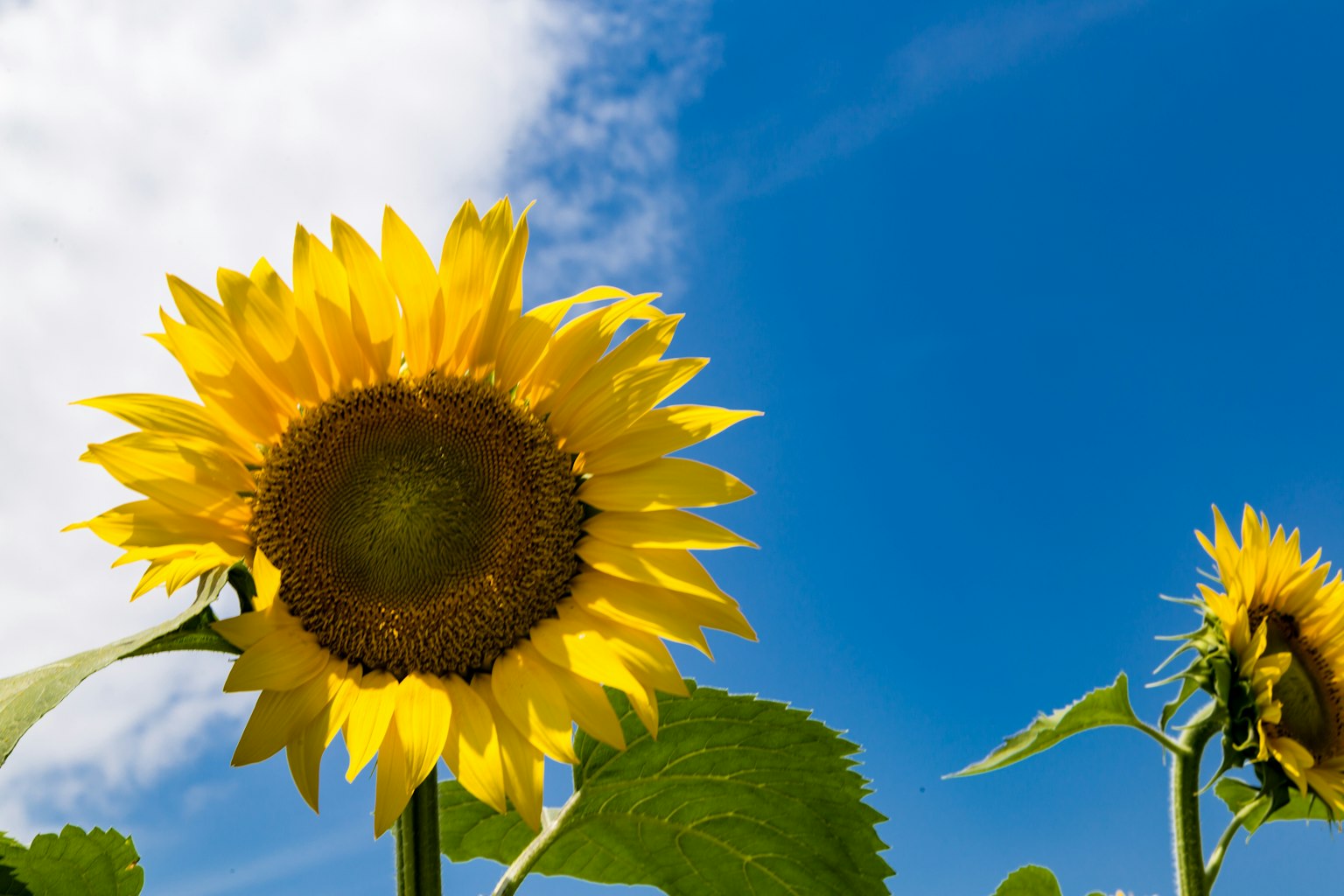 Tournesol jaune vif fleurissant sous un ciel bleu