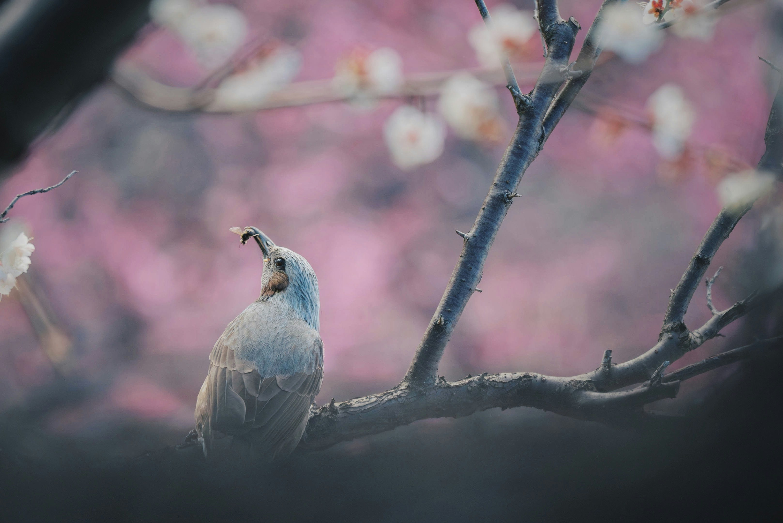 桜の枝にとまる小鳥