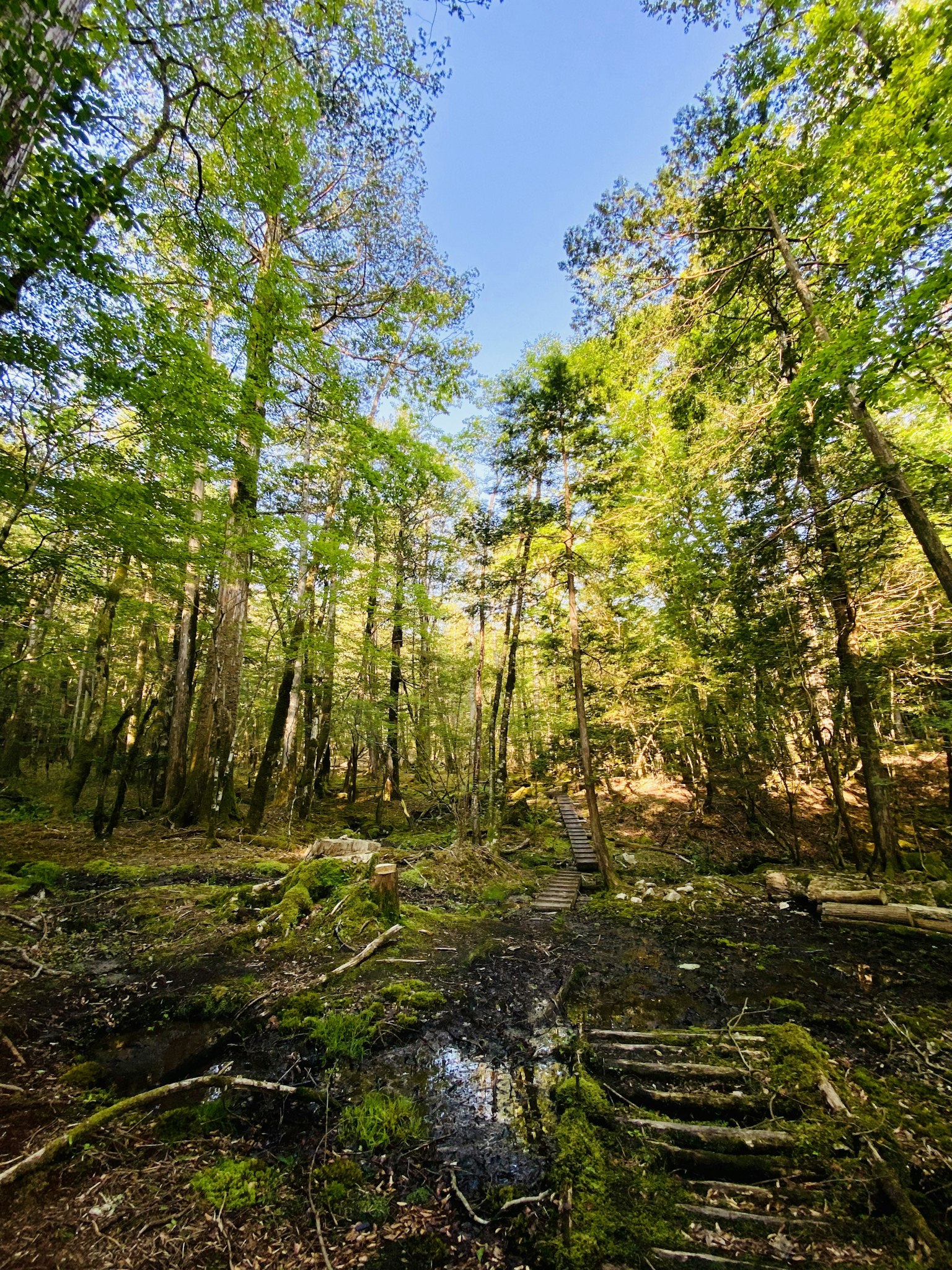 Bosque verde exuberante con cielo azul claro y área de humedales