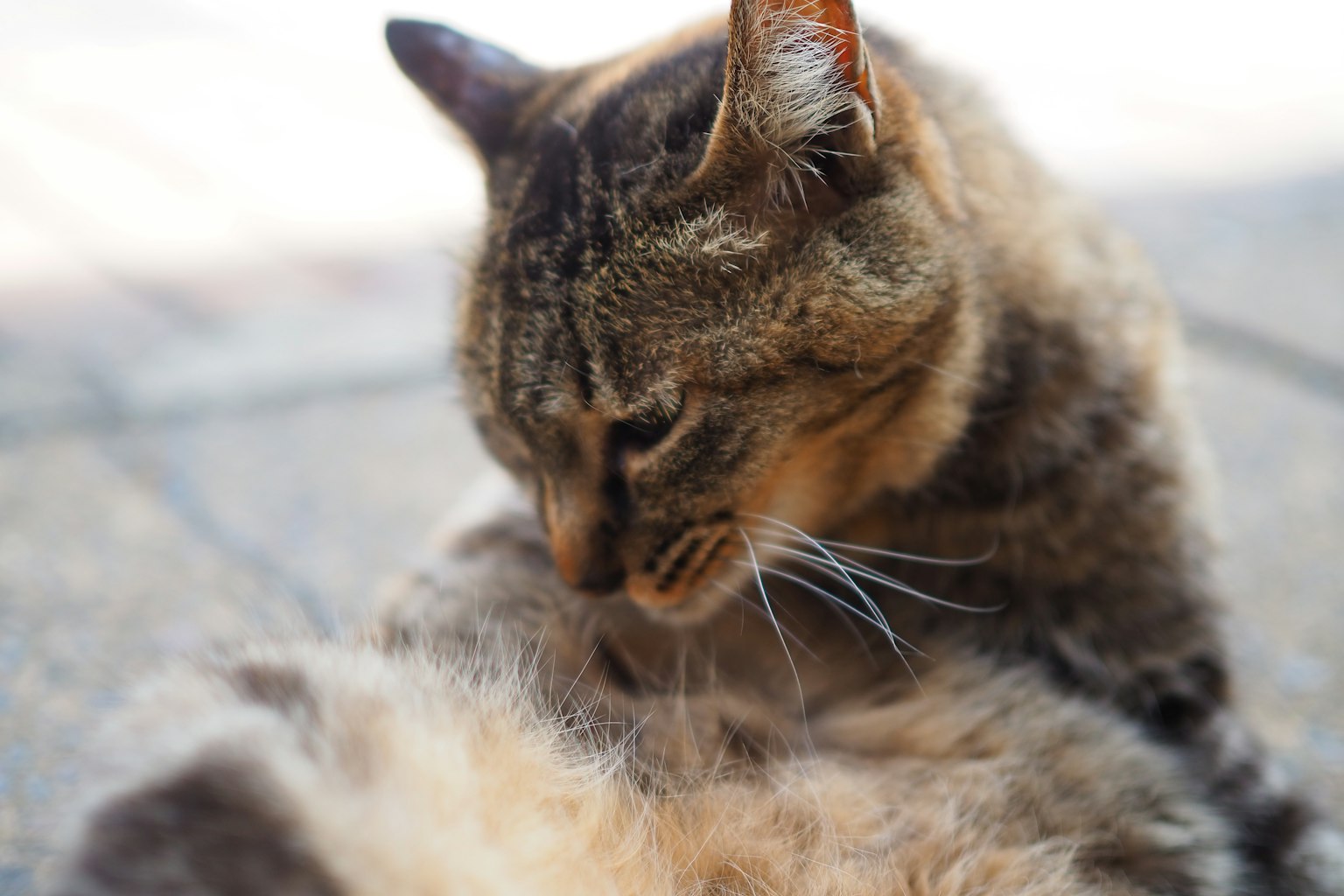 Gato peludo acicalándose a la luz natural