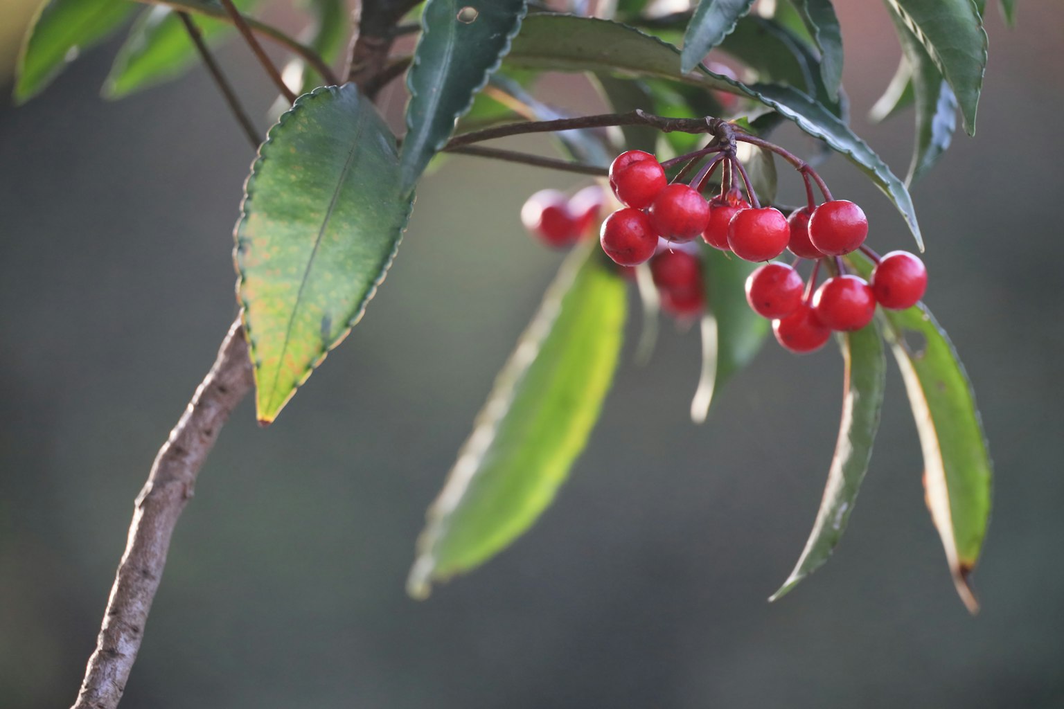 Branch with red berries and green leaves