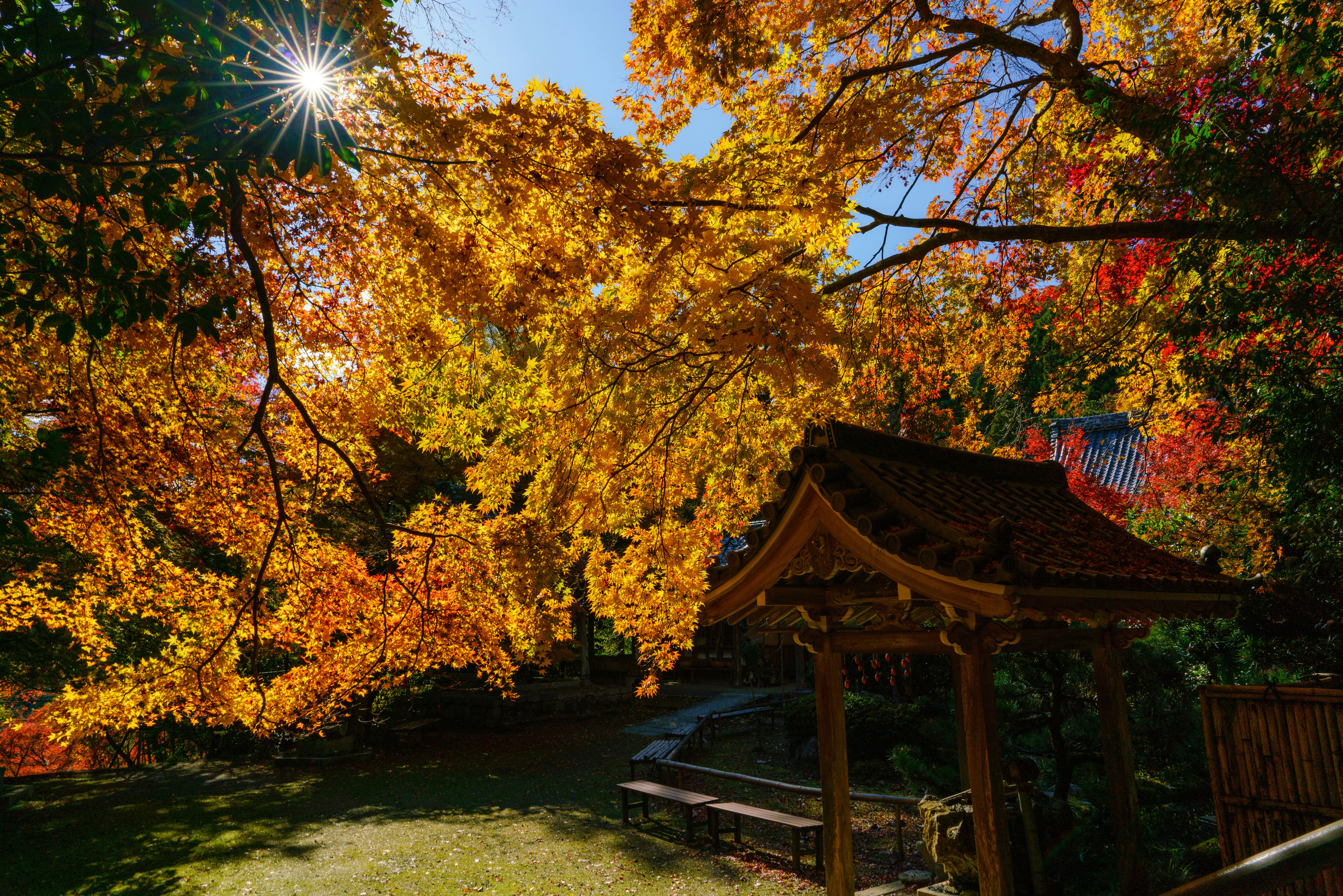 紅葉の木々とベンチのある神社の境内
