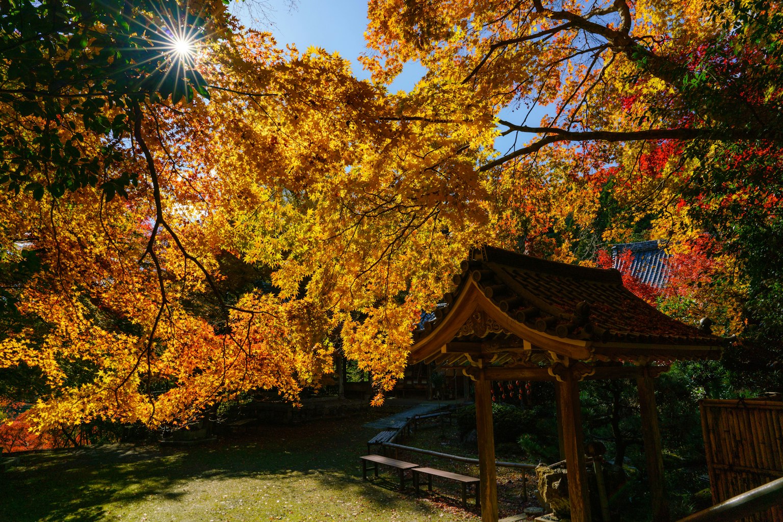 Pavillon japonais traditionnel entouré d'un feuillage d'automne vibrant et de lumière du soleil
