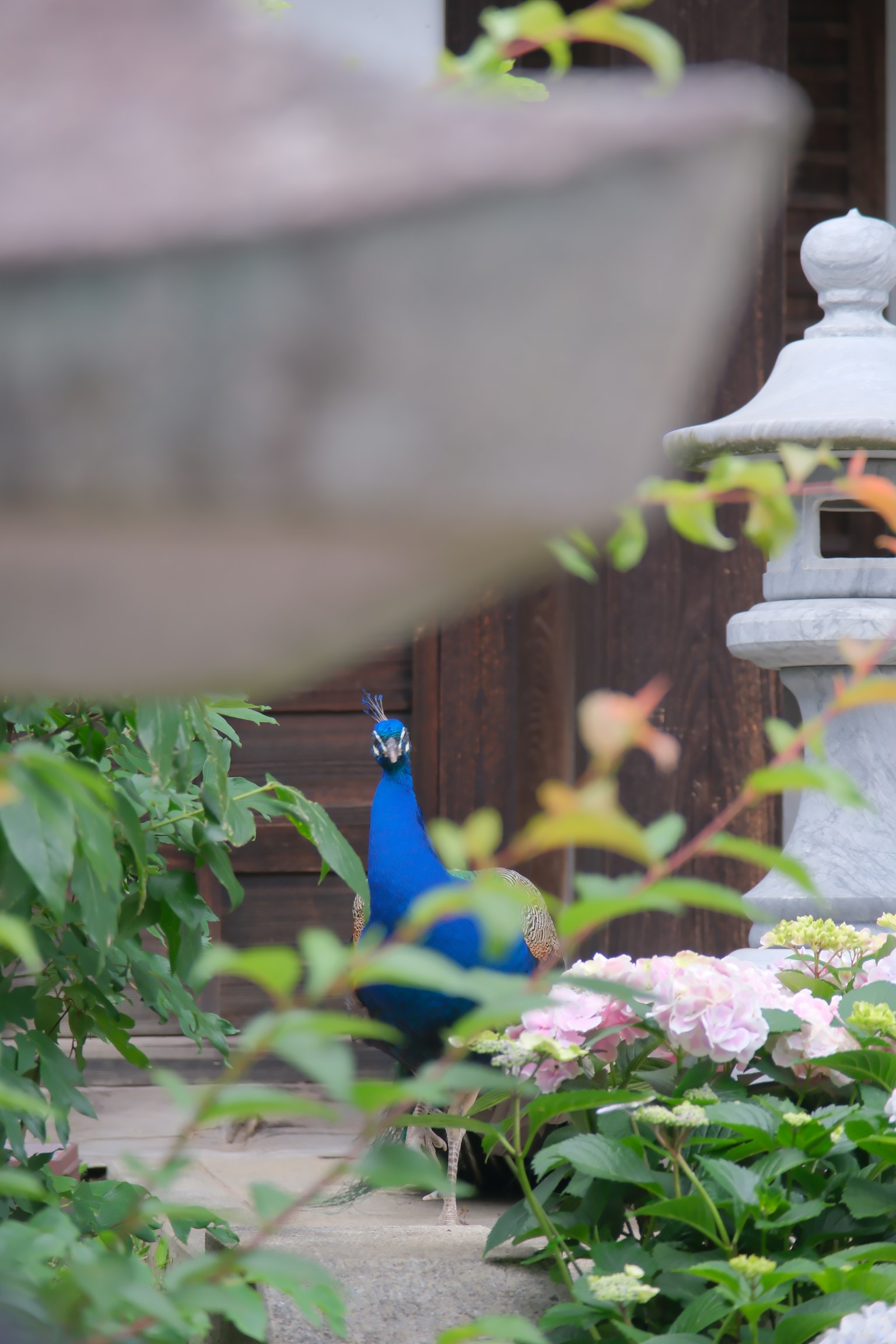 A blue peacock in a garden with flowers and stone lantern