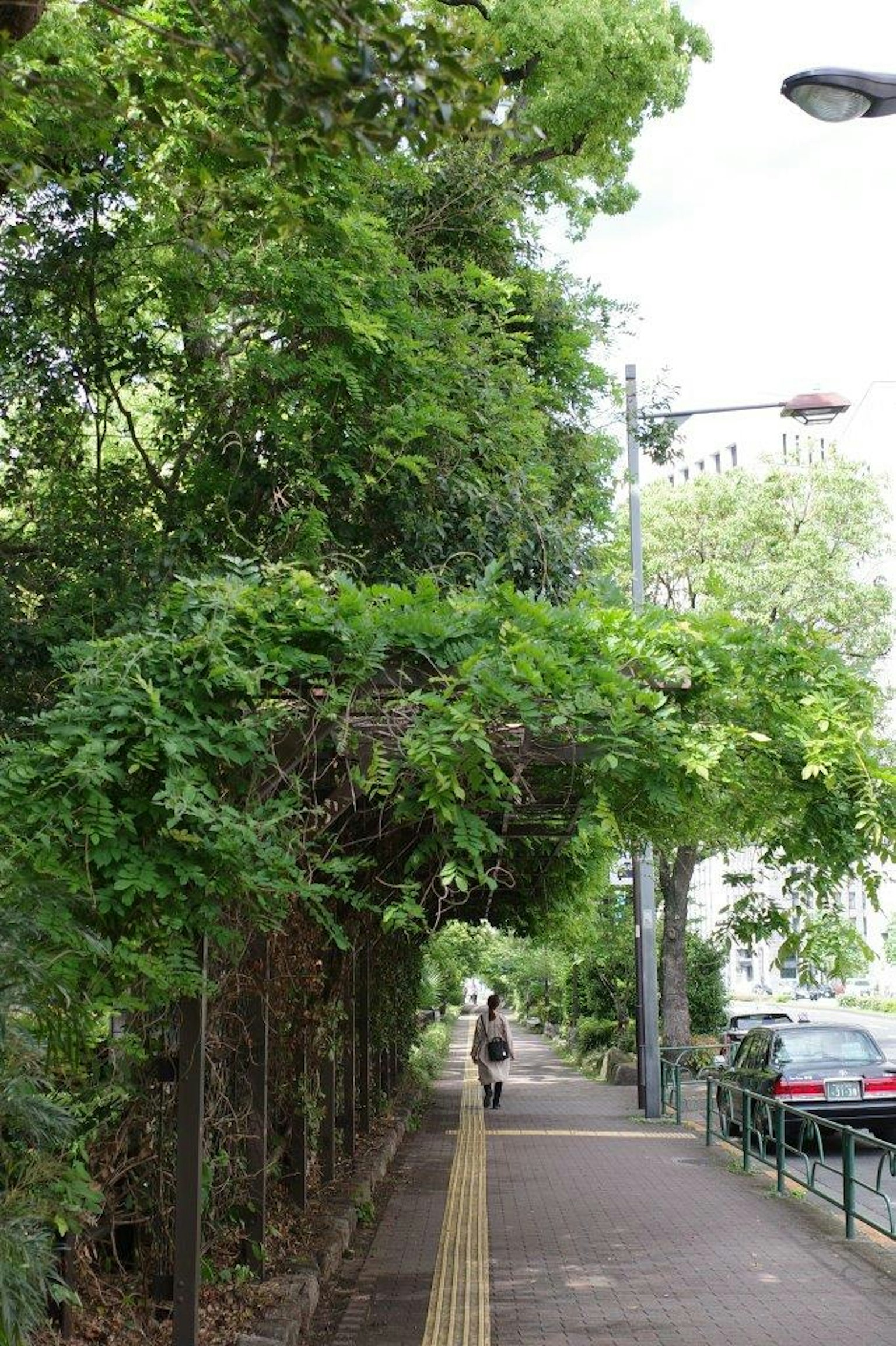 郁郁葱葱的人行道和树木环绕的宁静街道
