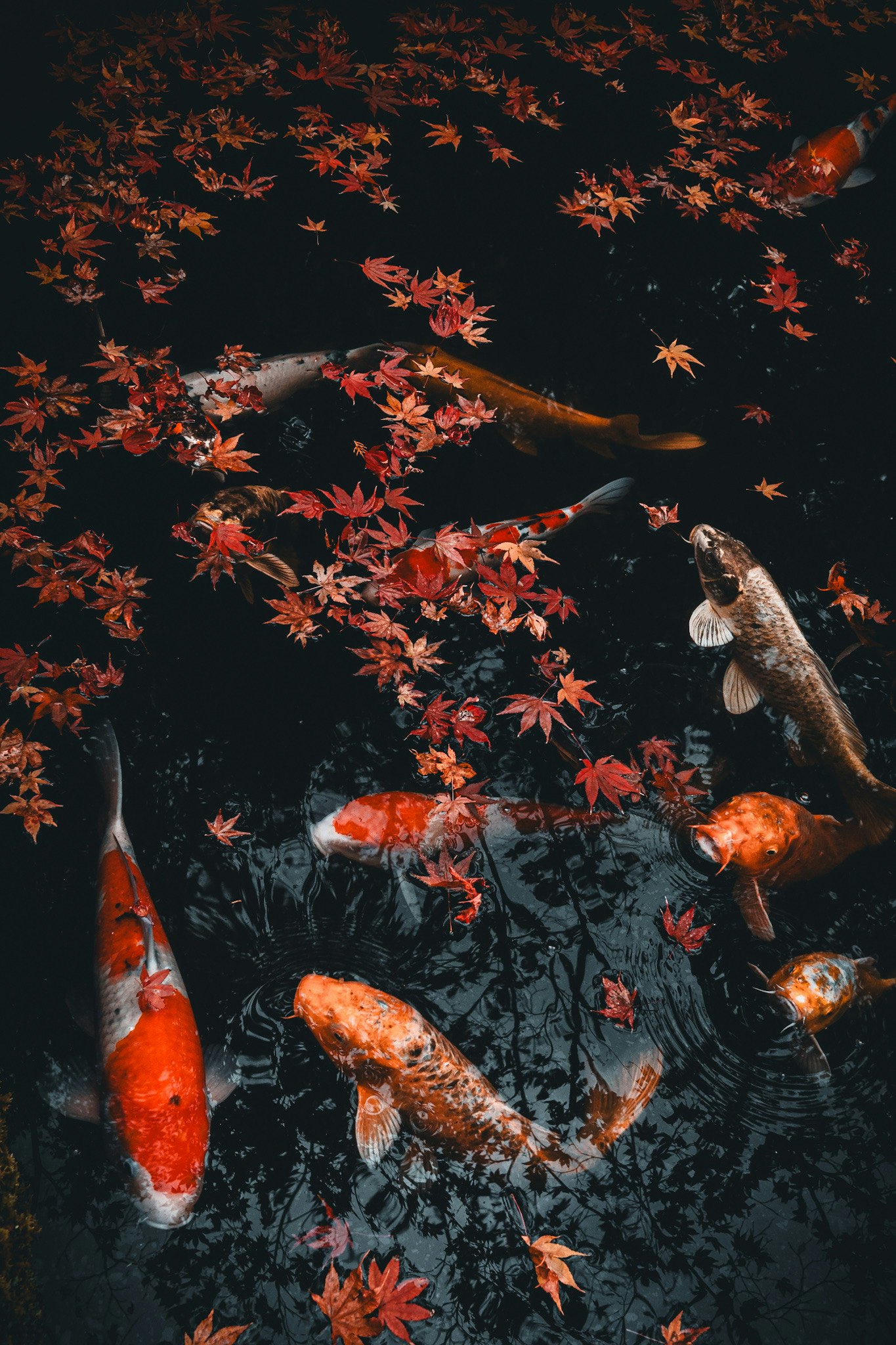 池に舞う紅葉と錦鯉のリフレクション